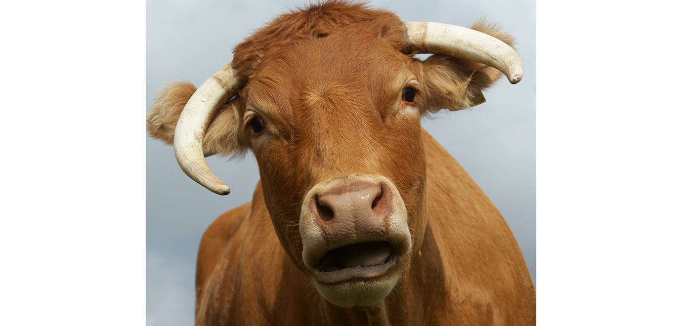 Foto: Deen K Ersin/AdobeStock