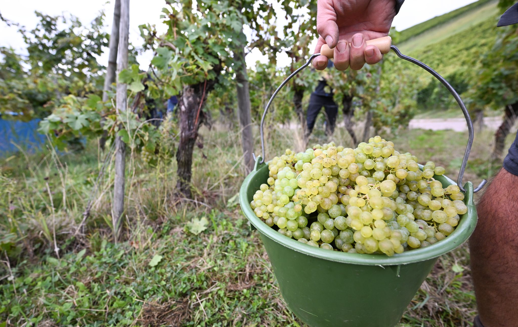 Die Weinernte 2024 fällt voraussichtlich fast fünf Prozent geringer aus als im Vorjahr. (Archivbild)