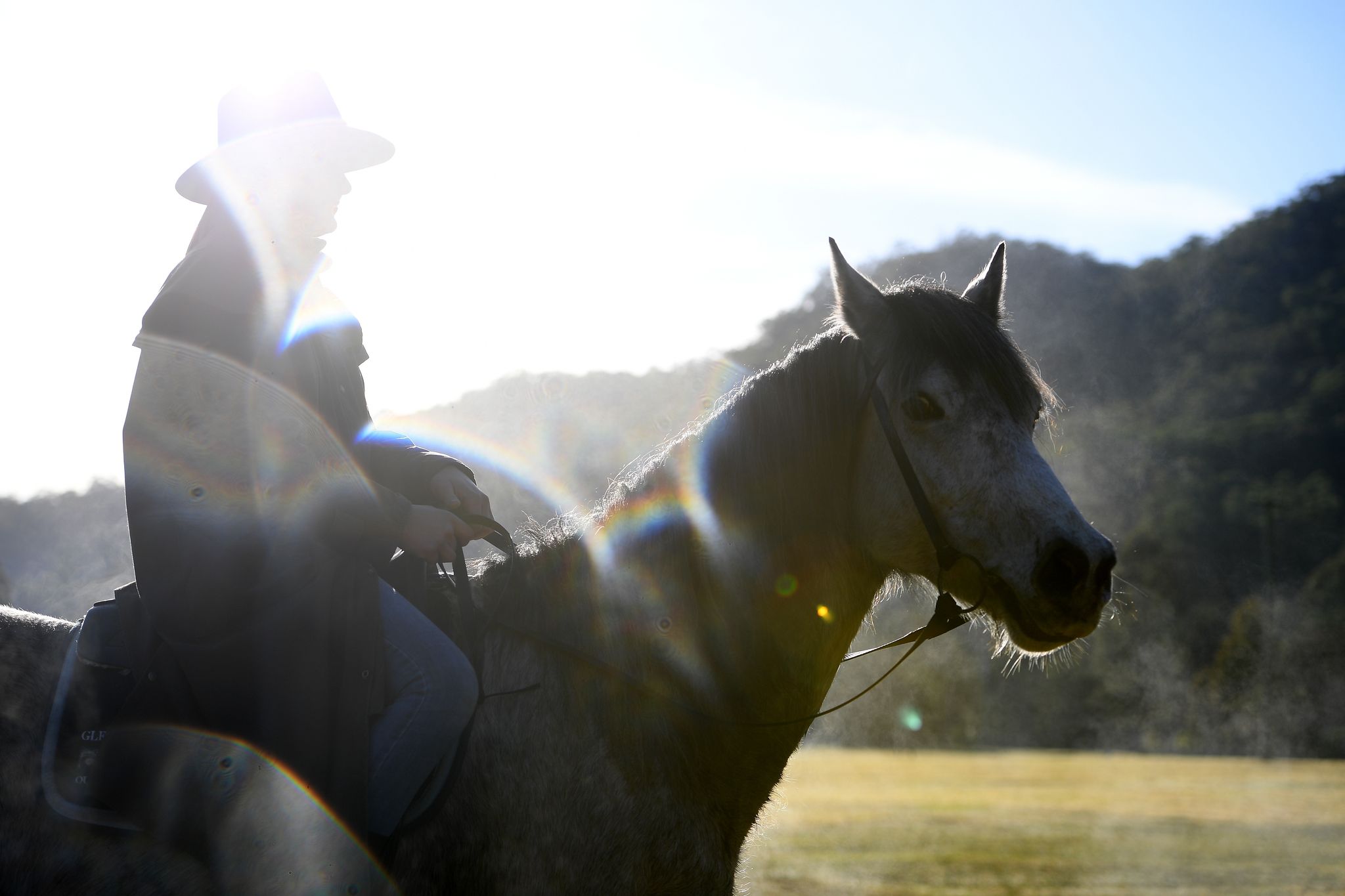 Kein Tier kostet in Australien so viele Menschen das Leben wie das Pferd. (Symbolbild)