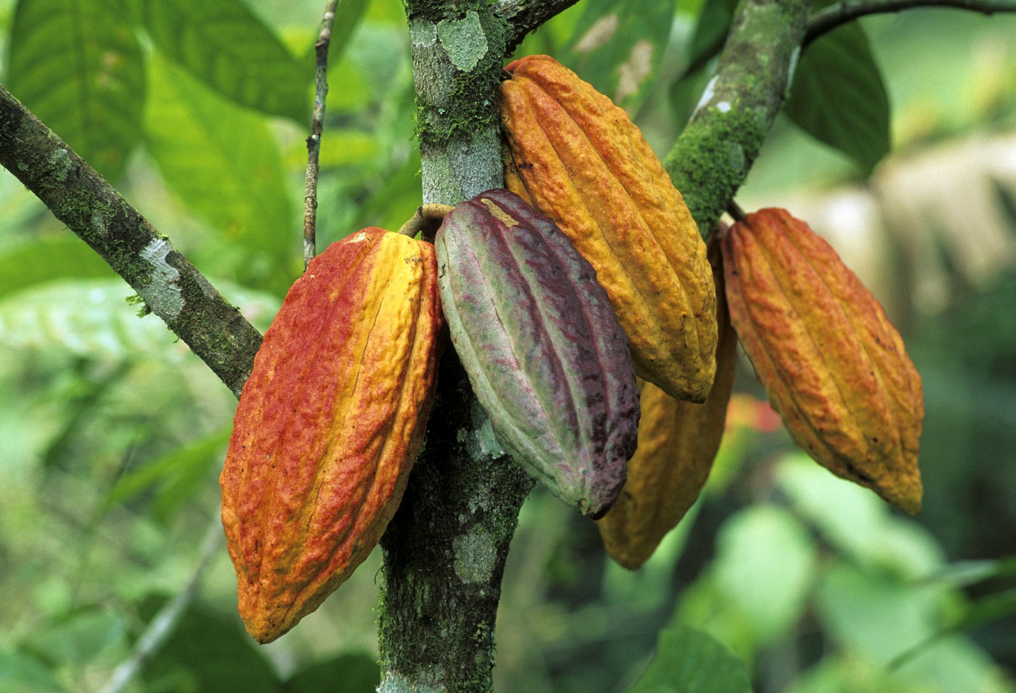 Wegen schlechter Ernten ist der Kakaopreis gestiegen.