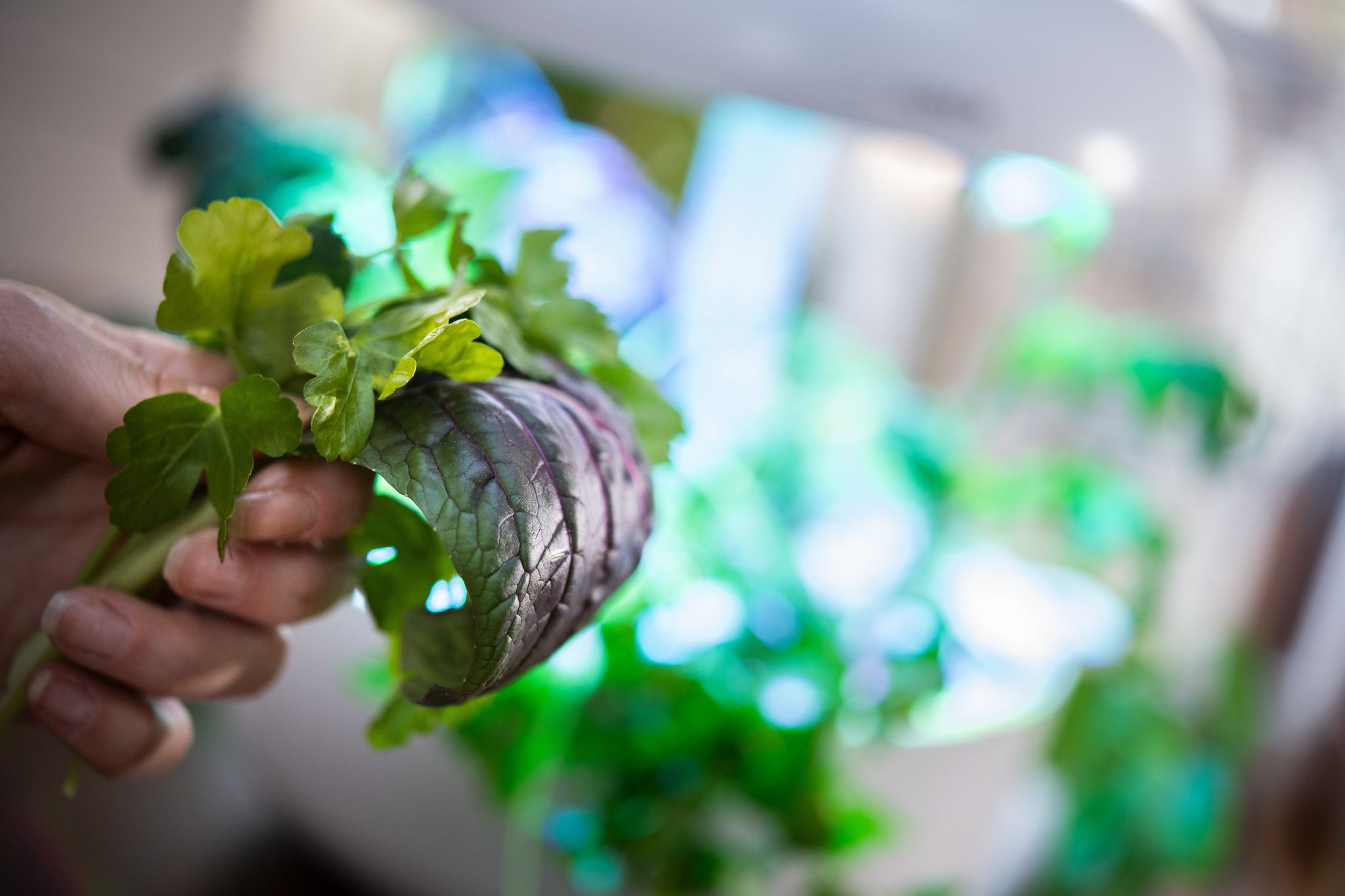 Trend Indoor-Gärtnern: Die Stiftung Warentest hat sieben smarte Gewächshäuser getestet.