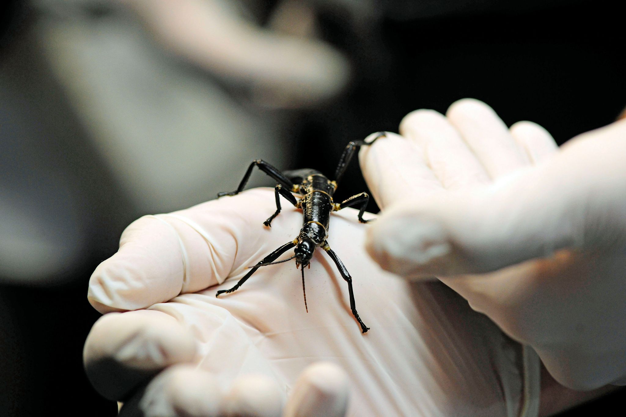 Im Zoo in Prag ist ein neuer Pavillon für eine der seltensten Insektenarten, den australischen Baumhummer, eröffnet worden.