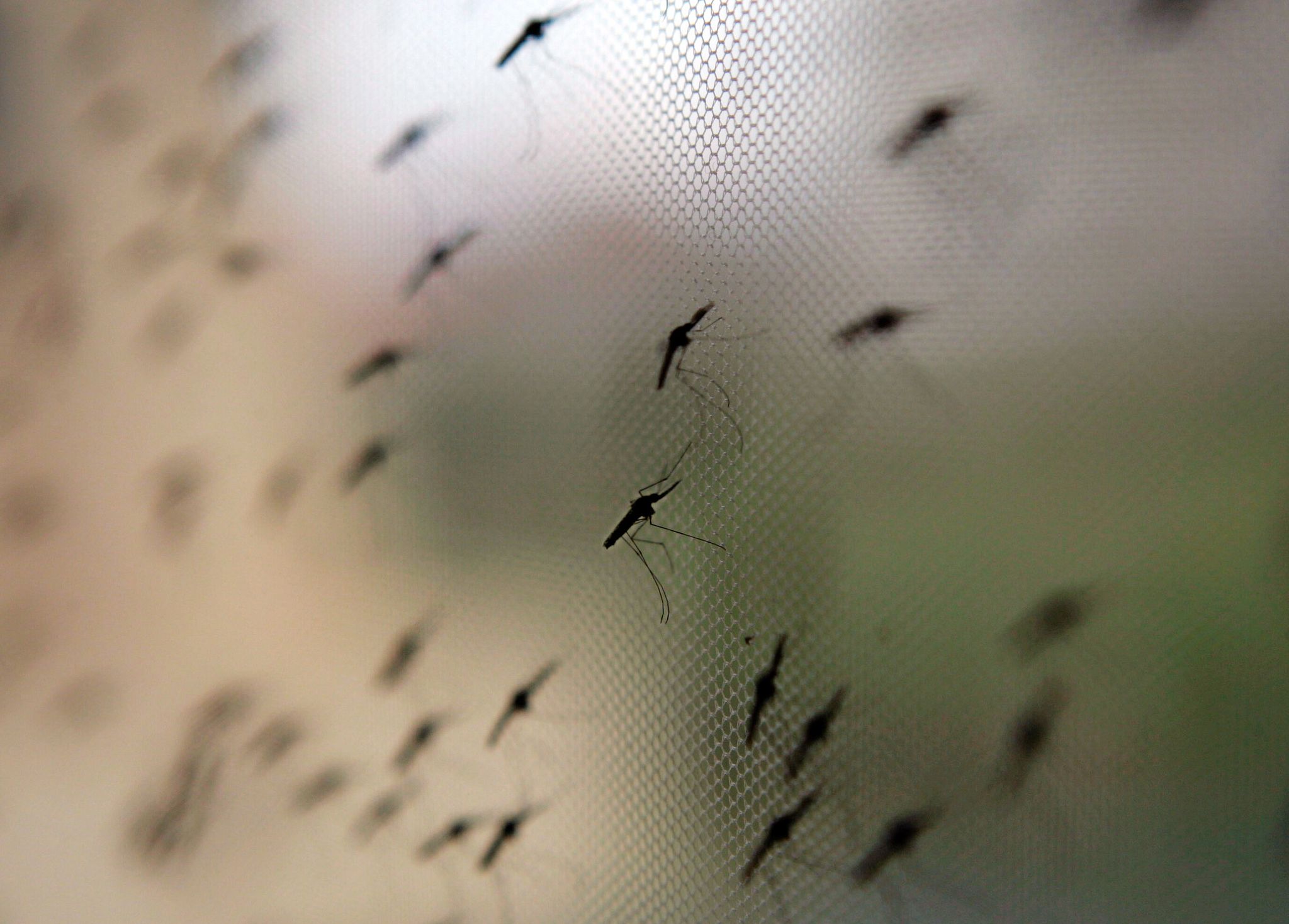 Die Anopheles-Mücke überträgt Malaria. Für Urlauber ist Prophylaxe und Schutz vor Ort wichtig, etwa ein Mückennetz über dem Bett.