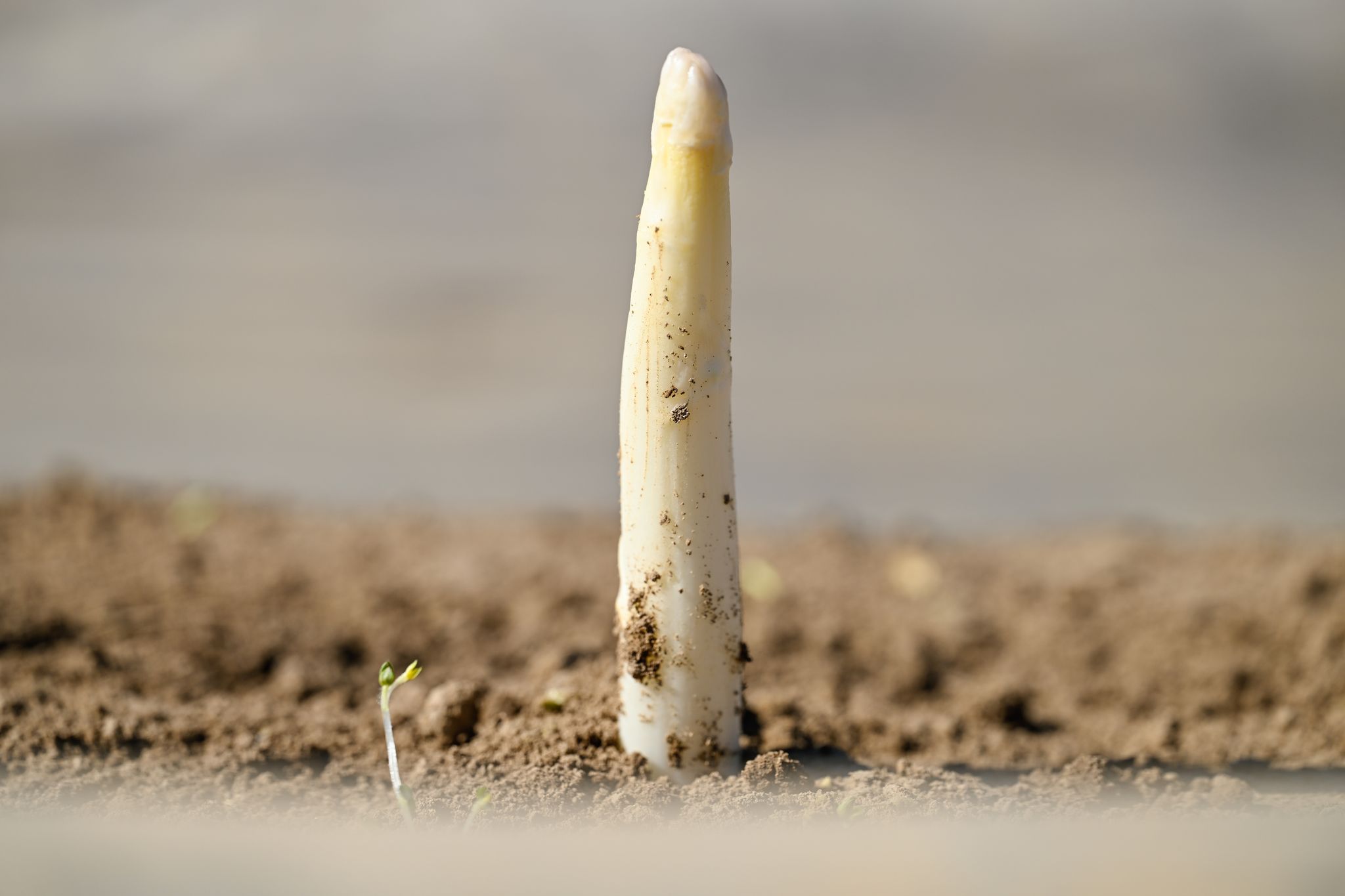 Der erste Spargel