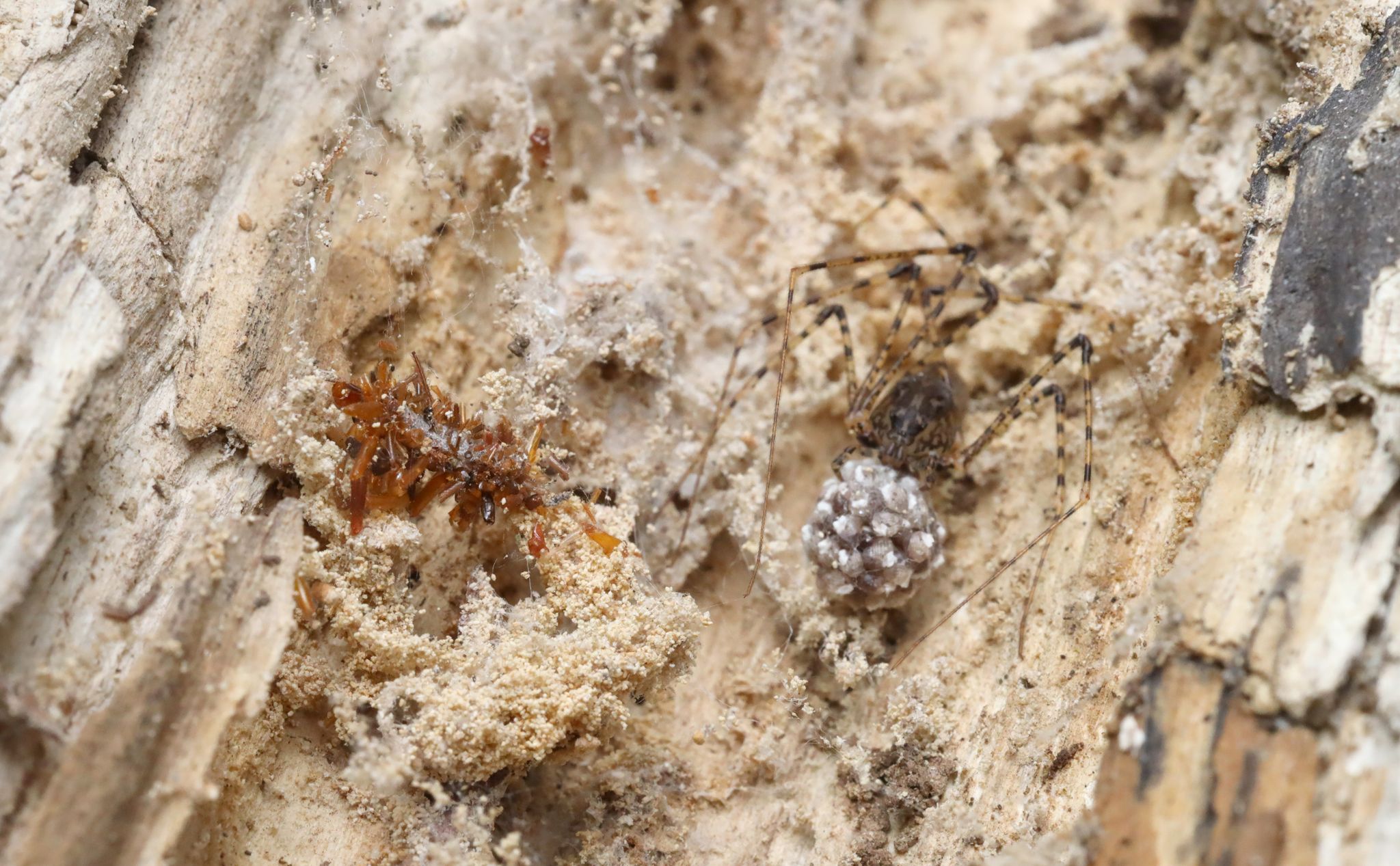 Die Knochensammler-Raupe lebt ausschließlich in Spinnennetzen und tarnt sich, um nicht von ihrem ahnungslosen Spinnenwirt entdeckt zu werden.