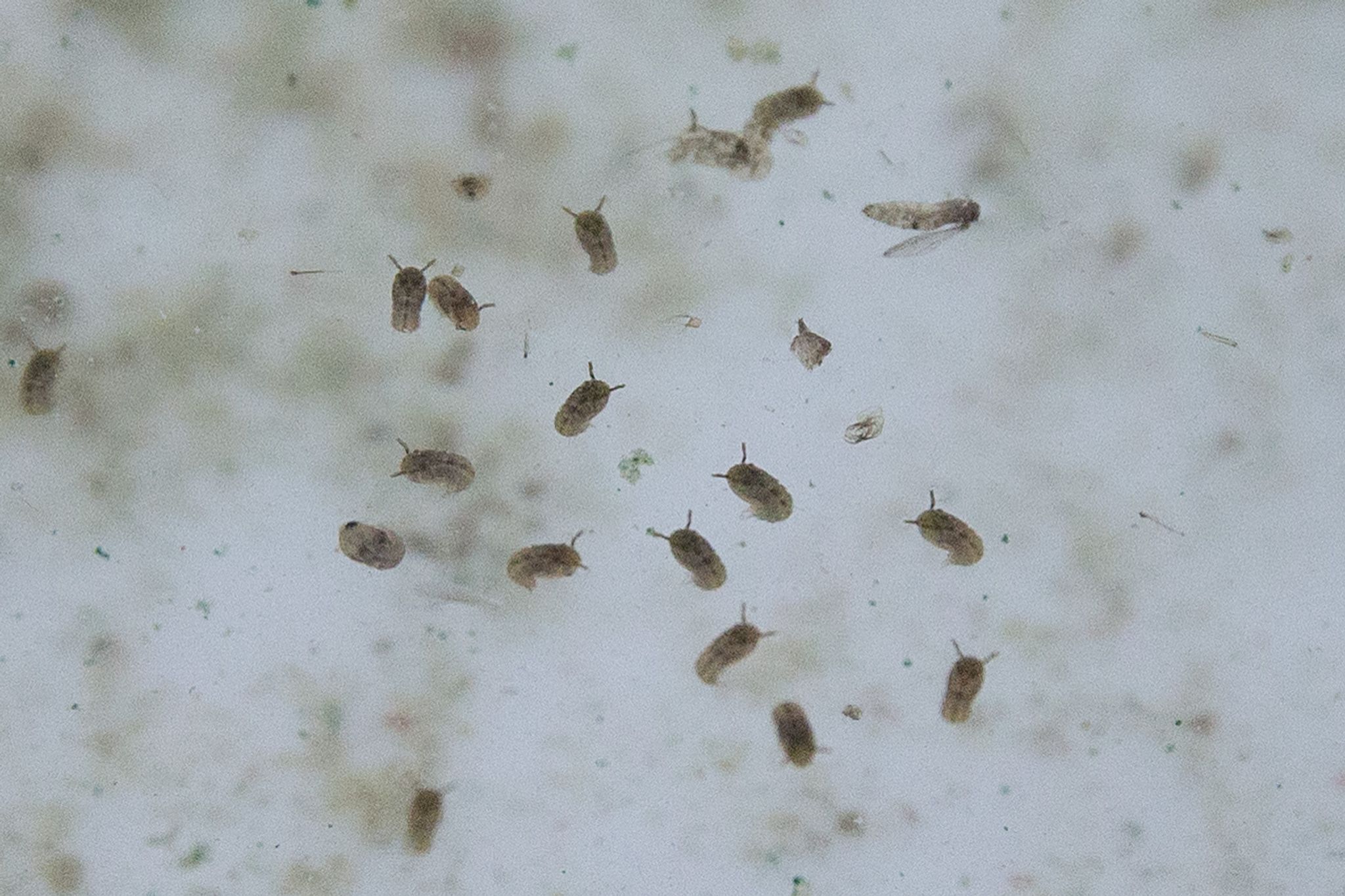 Das Oropouche-Virus wird durch verschiedene Mücken übertragen.