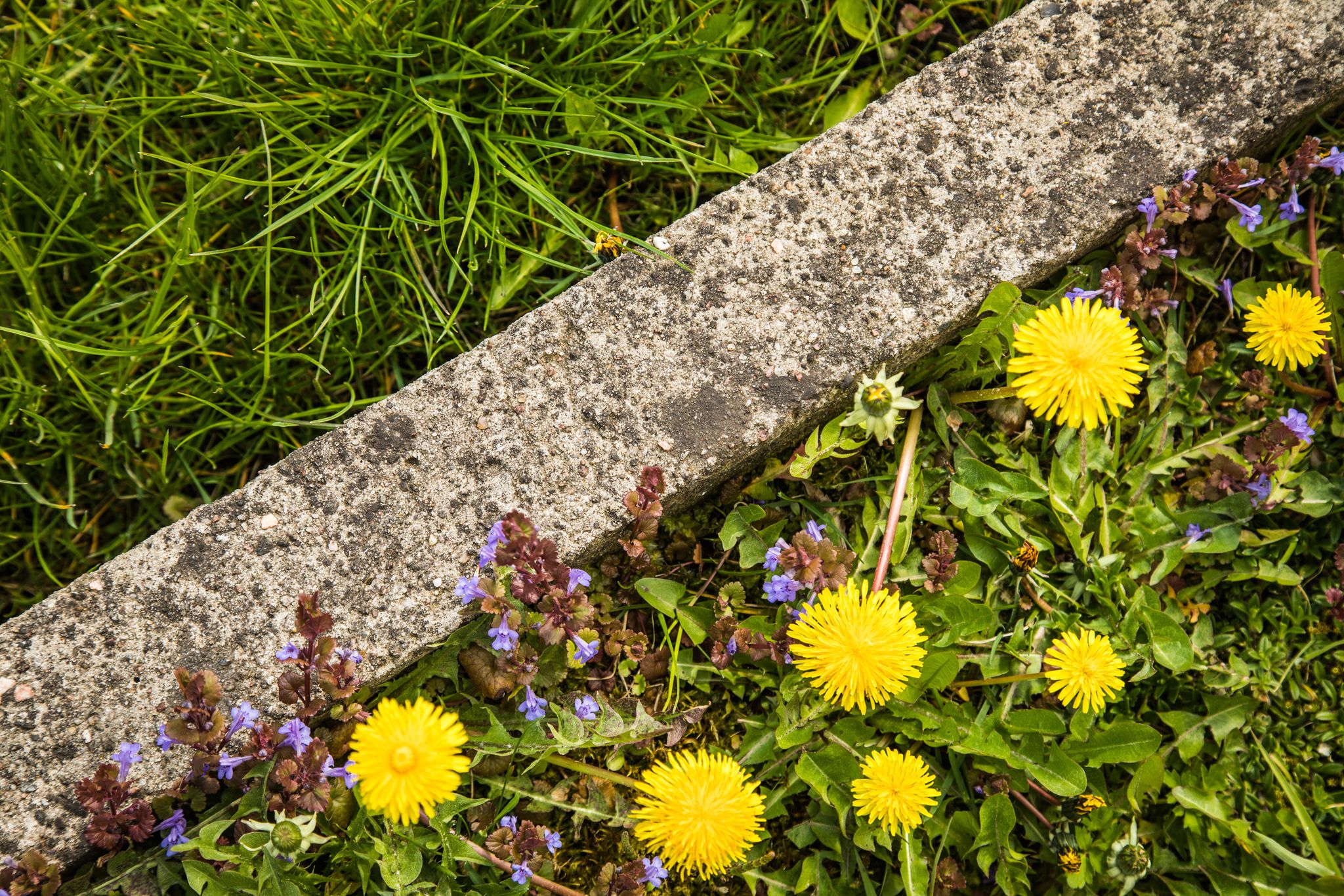 Löwenzahn sieht nicht nur hübsch aus - die Pflanze gehört zu den essbaren Wildkräutern im Garten.