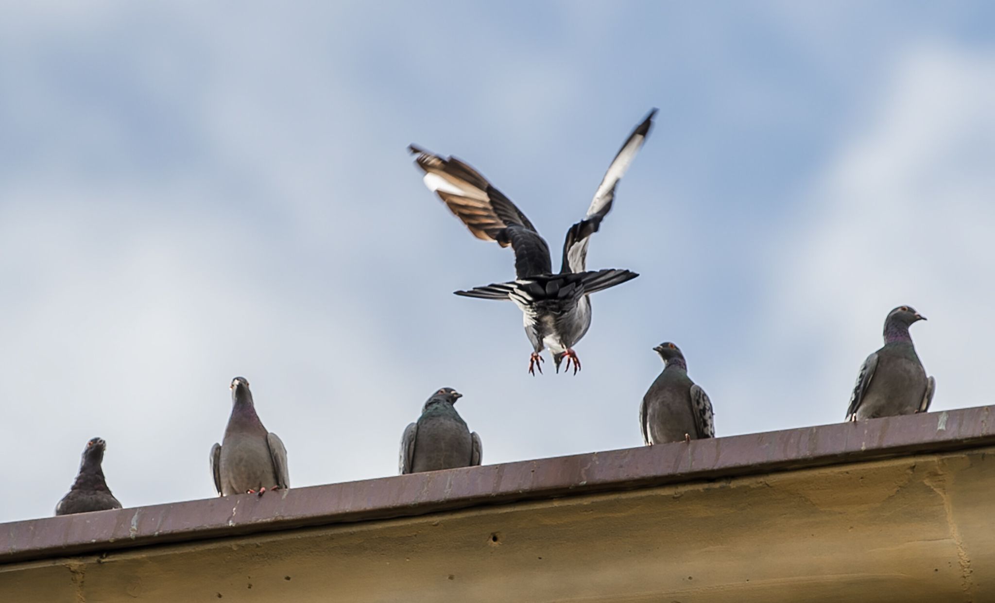 Tauben sind als Besucher am Haus oft nicht gern gesehen.