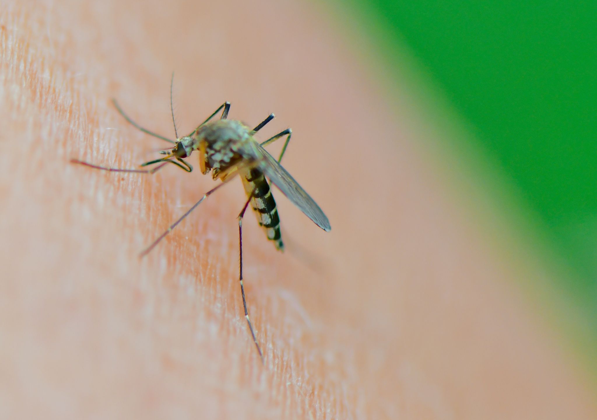 Damit es gar nicht so weit kommt, nutzen viele im Sommer gern Insektensprays. Was sie taugen, hat die Stiftung Warentest untersucht.