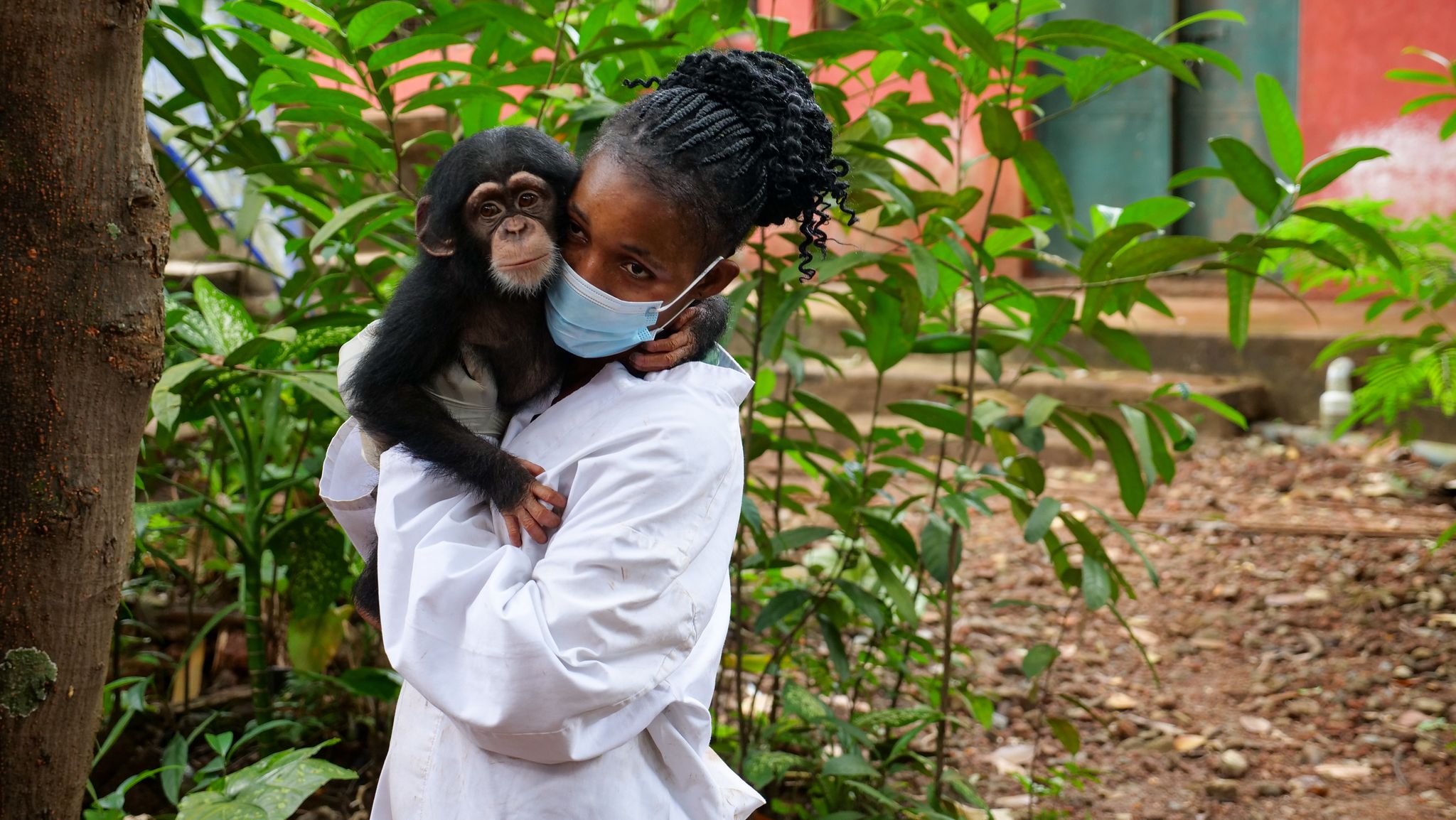 Ein Baby-Schimpanse mit seiner Ersatzmutter: Viele der Tiere, die in dem Sanctuary ankommen, wurden jung von ihrer Mutter getrennt und illegal als Haustiere verkauft.