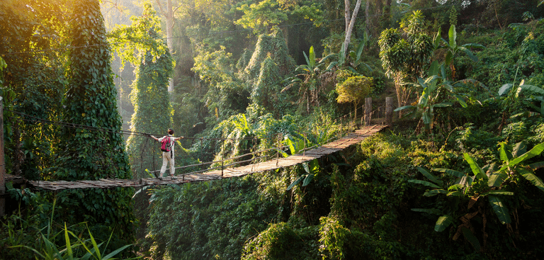 Foto: FredFroese/iStock Urwald exorisch abenteuer