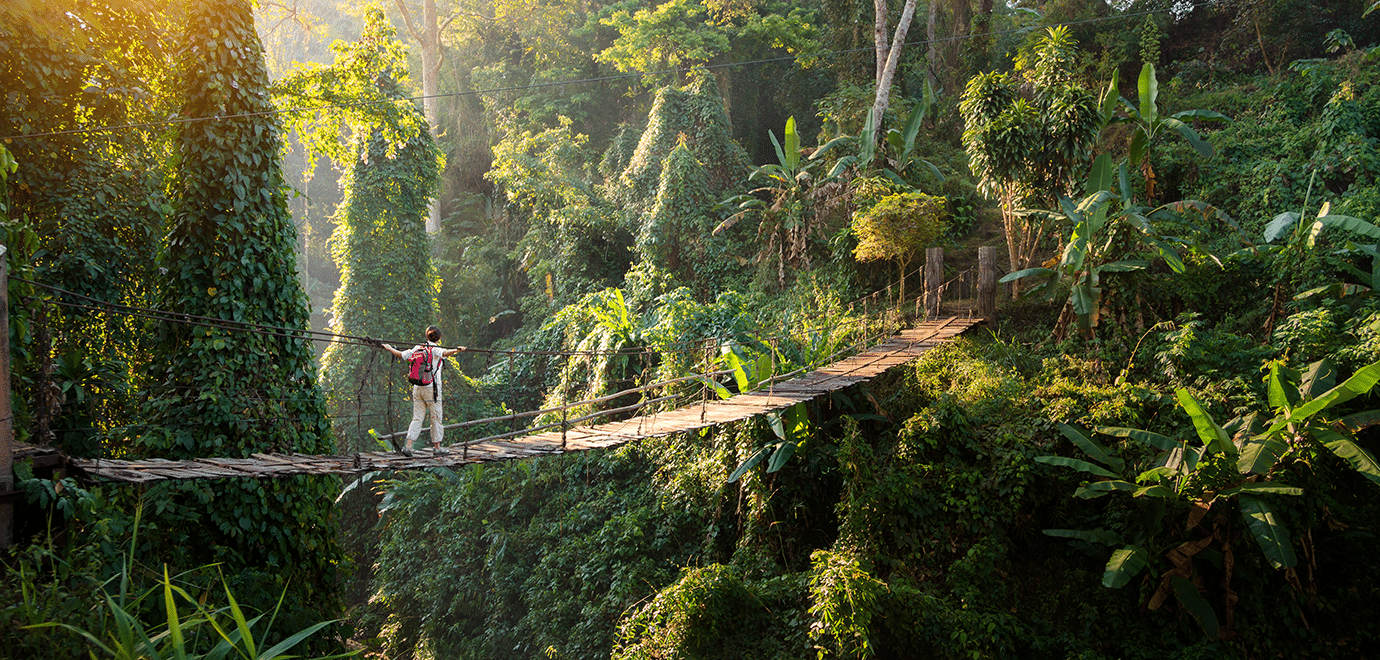 Foto: FredFroese/iStock Urwald exorisch abenteuer