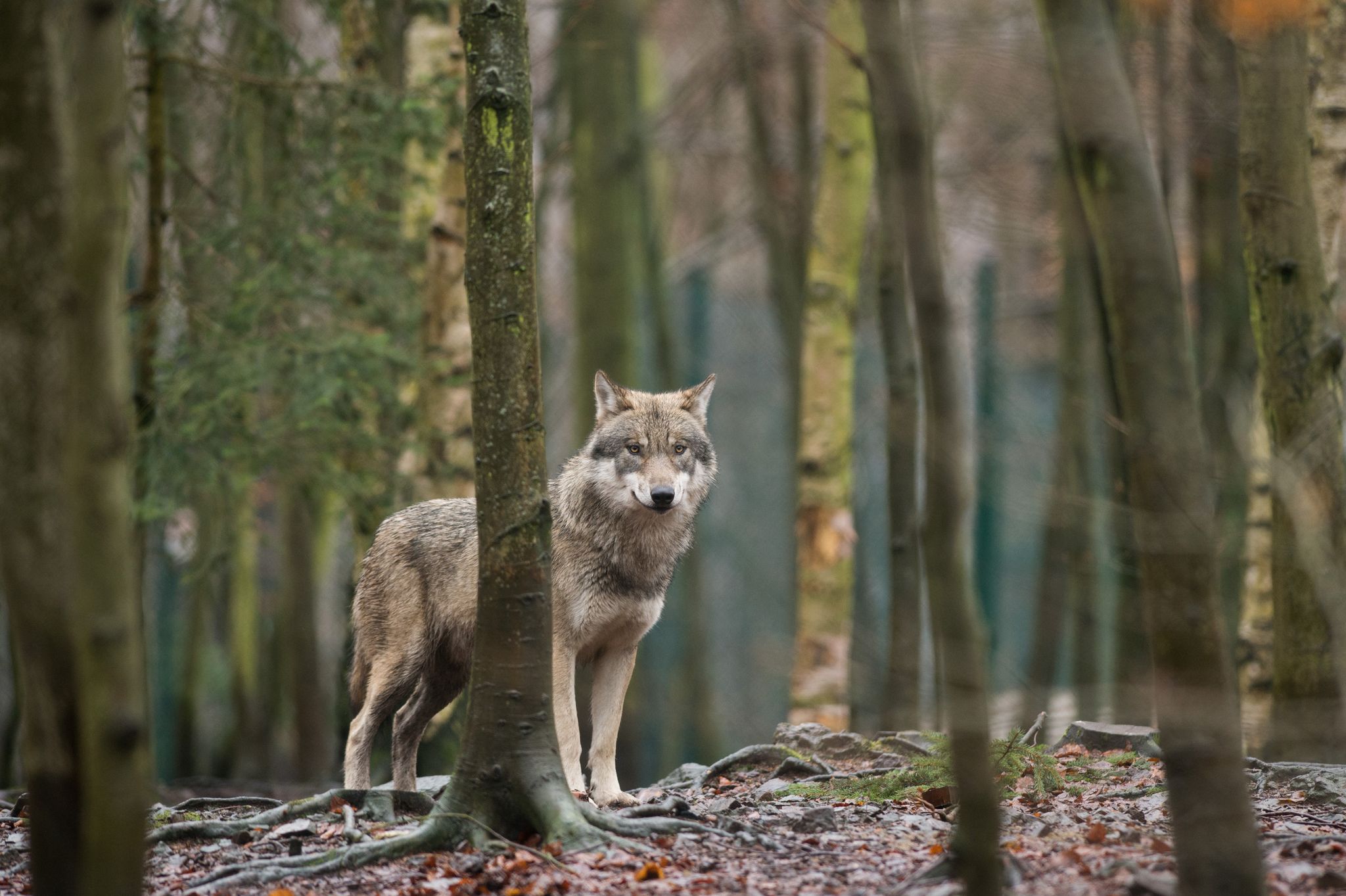 Das EU-Parlament entscheidet, den Wolf-Schutzstatus zu reduzieren. (Archivbild)