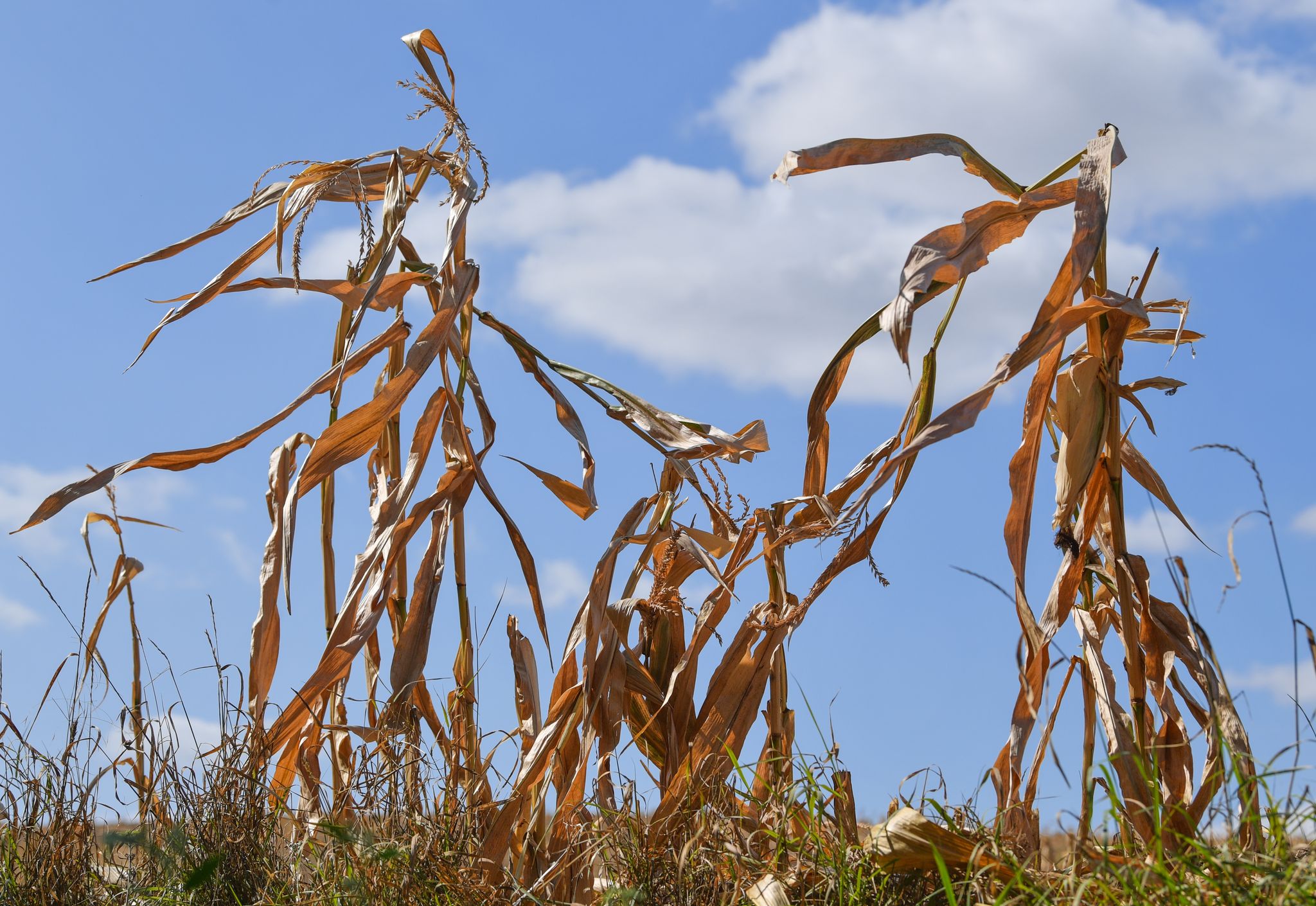 Langfristige Sommerprognosen von Wetterdiensten zeigen Tendenzen, liefern aber keine konkreten Vorhersagen für einzelne Tage oder Wochen.