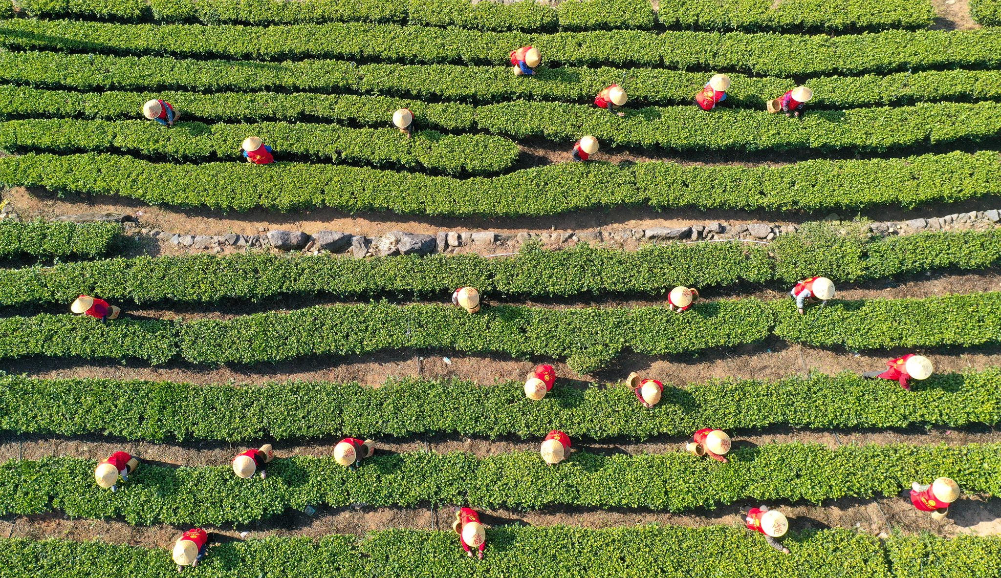 Die EU übertreibt nach Ansicht des Deutschen Teeverbands bei den Regularien zum Einsatz von Pflanzenschutzmitteln beim Teeanbau.