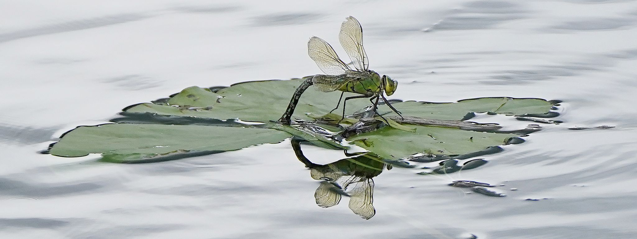 Für Insekten sind Pyrethroide, die unter anderem in Pflanzenschutzmitteln stecken, besonders gefährlich. (Archivbild)