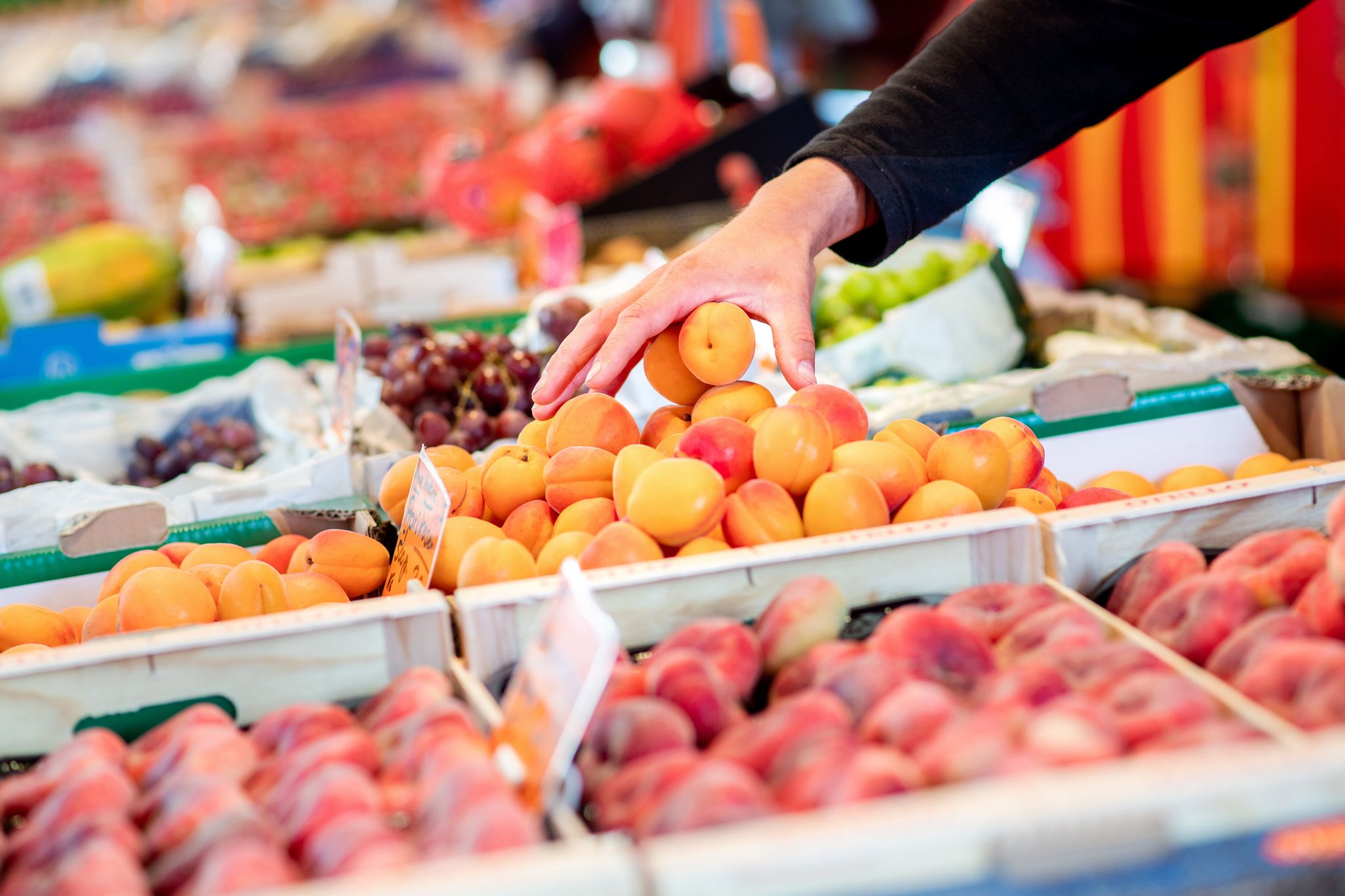 Perfekt reife Aprikosen haben ein saftiges Fruchtfleisch und ein süßsäuerliches Aroma.