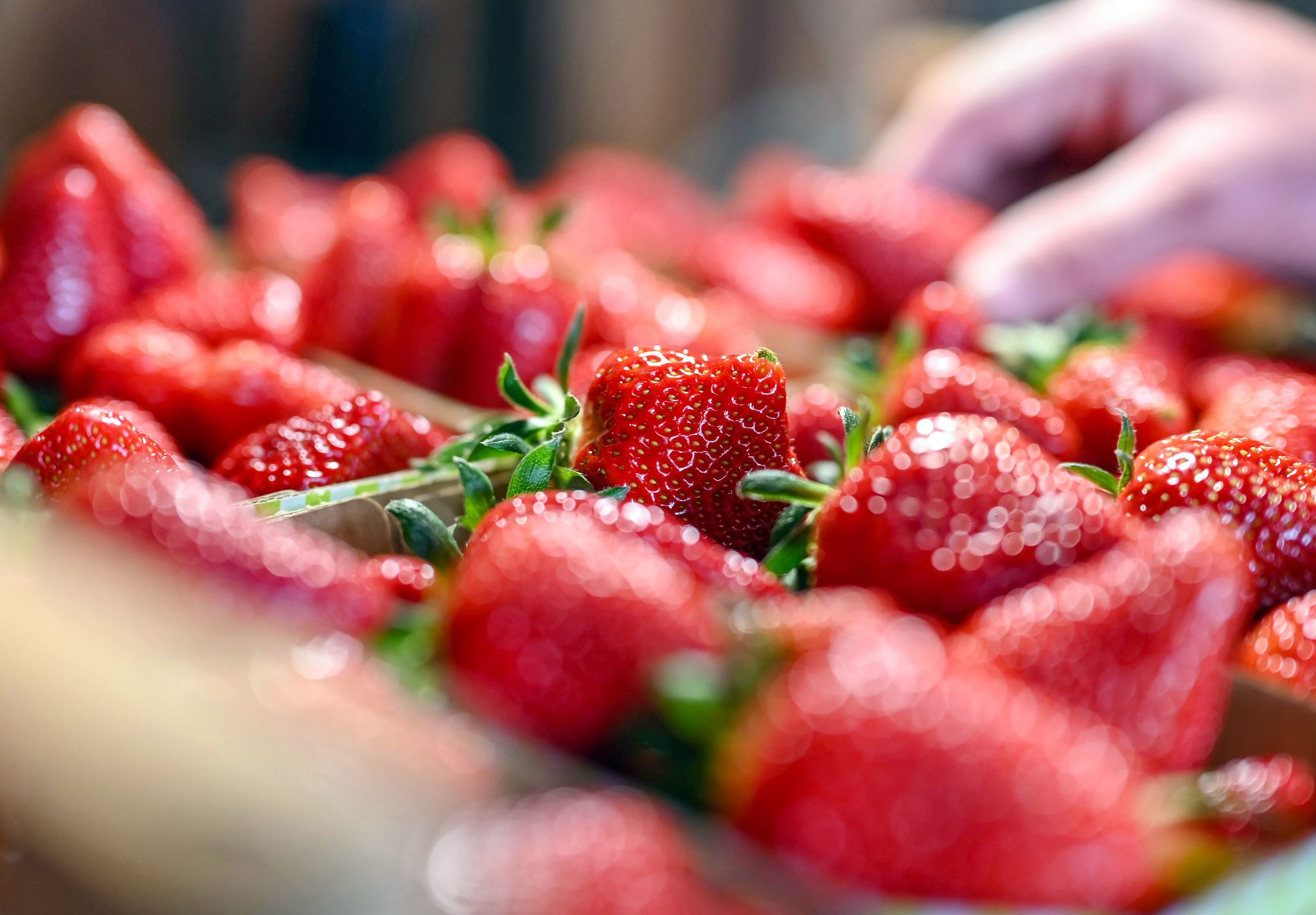Jetzt gibt es Erdbeeren so günstig wie nie in der Saison. (Archivbild)