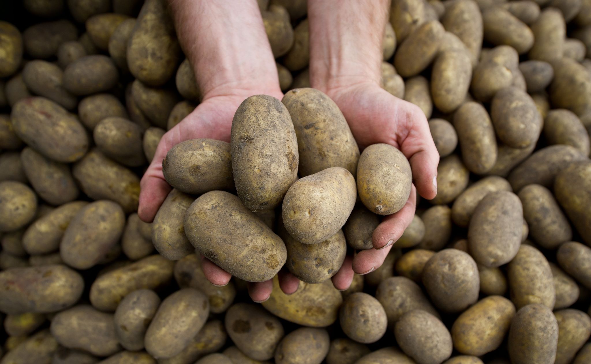 Die Pflanzenkrankheit Stolbur bedroht auch heimische Kartoffeln.