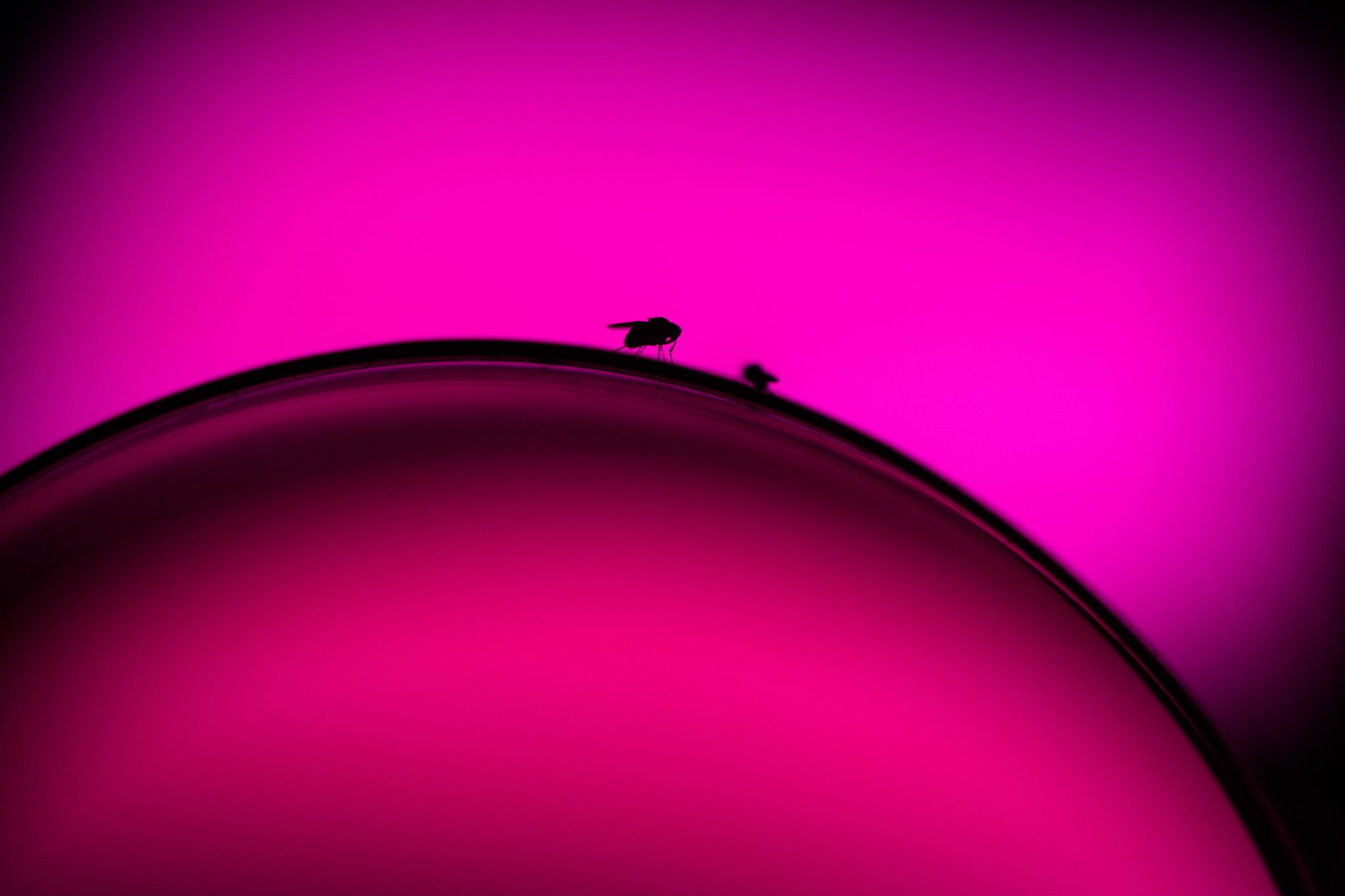 Ein unbeobachteter Moment und die Fruchtfliegen krabbeln vom Rand des Glases in den Wein.