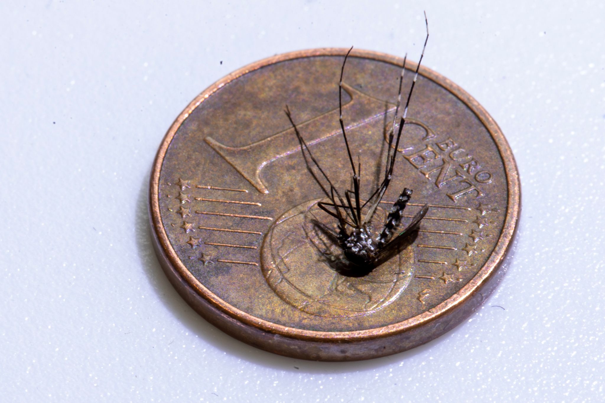 Unweit der deutschen Grenze im Elsass ist eine lokale Infektion mit dem Chikungunya-Virus entdeckt worden (Archivbild).