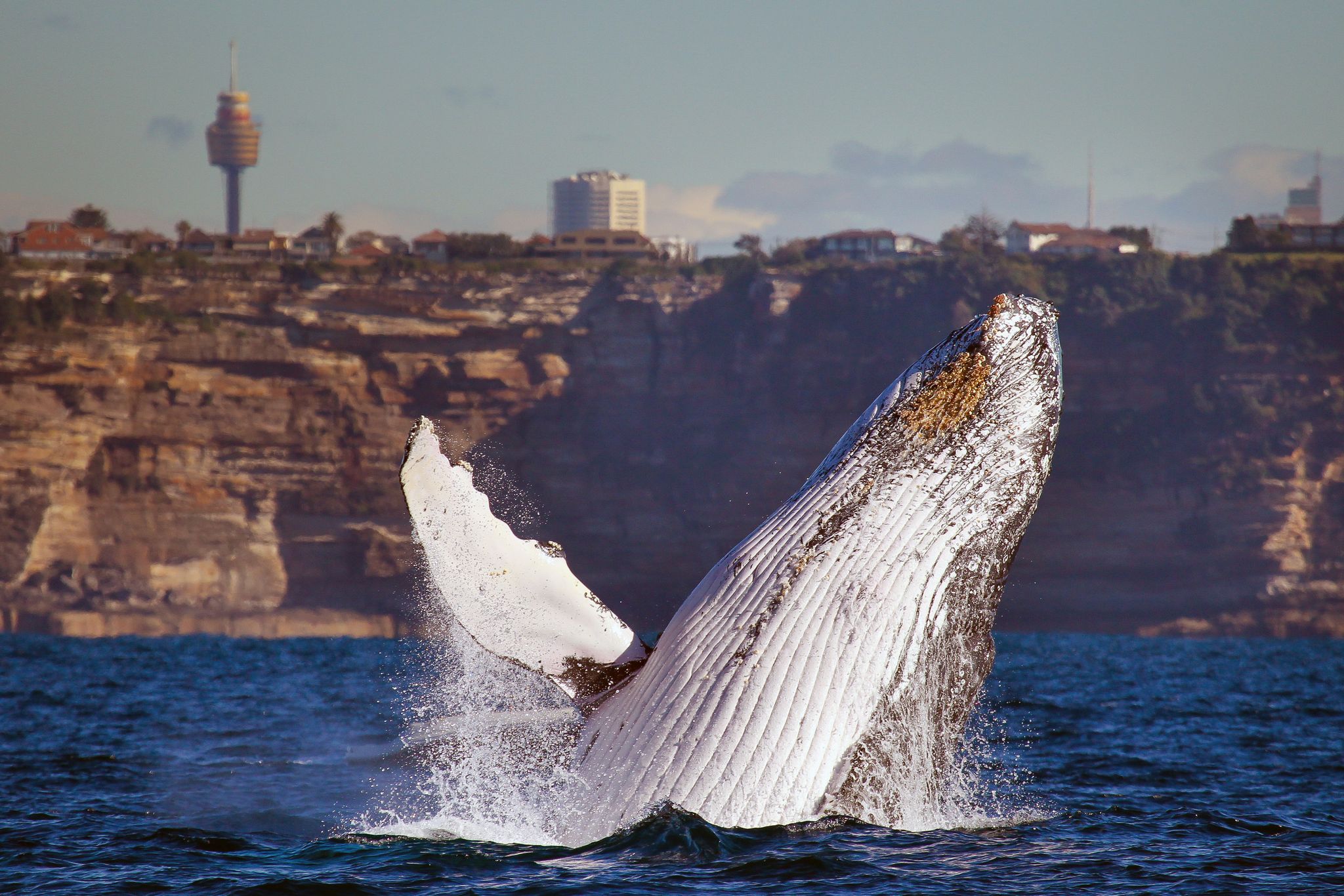 Ein Buckelwal taucht aus dem Wasser: Von Mai bis November lassen sich die Giganten vor Australiens Ostküste beobachten.