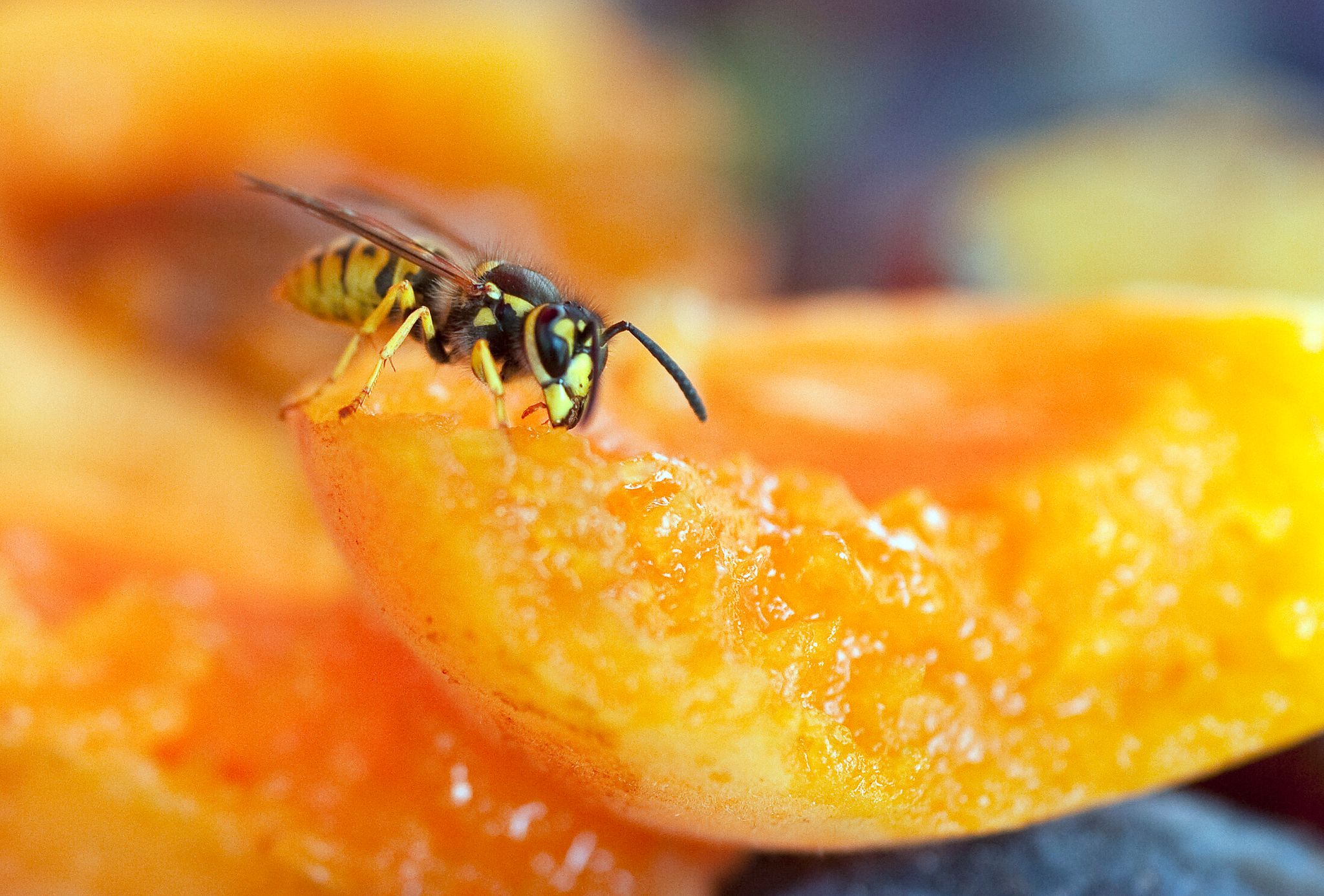 Bloß keine Panik: Machen sich Wespen über das Essen her, sollte man sie vorsichtig mit der Hand oder einem Stück Papier wegschieben.