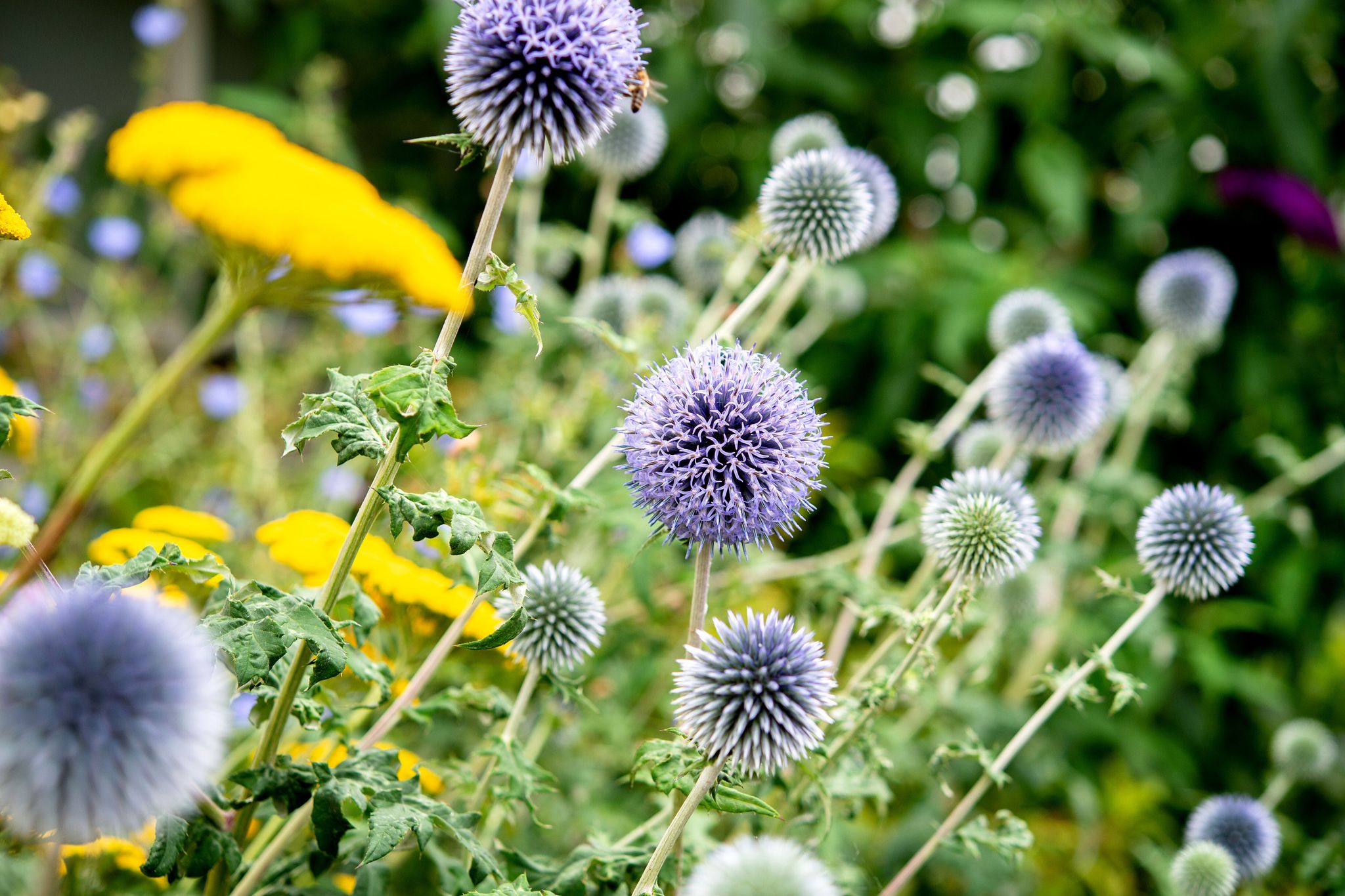 Kugeldisteln sind nicht nur hübsch anzusehen, sie halten auch intensive Sonne aus.