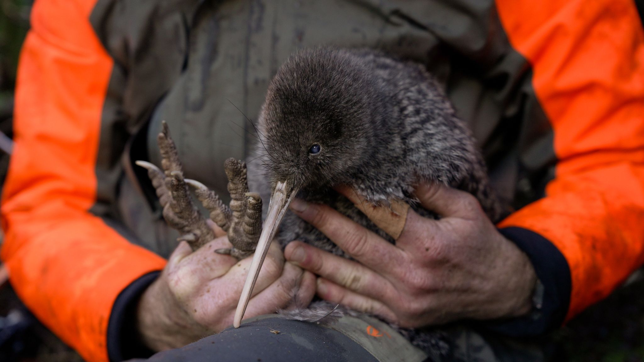 Die Entdeckung des Kiwi wird von Experten als Wunder gefeiert.