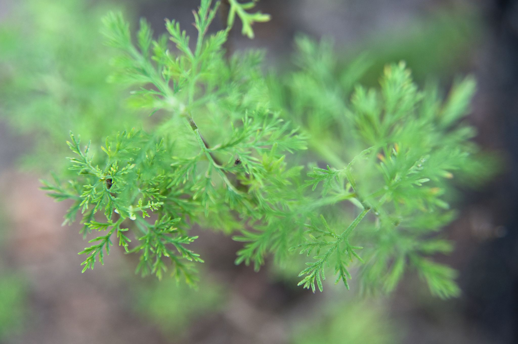 Colakraut ist eine Varietät der Eberraute. Ihr herbes, leicht zitroniges Aroma erinnert geschmacklich entfernt an Cola.