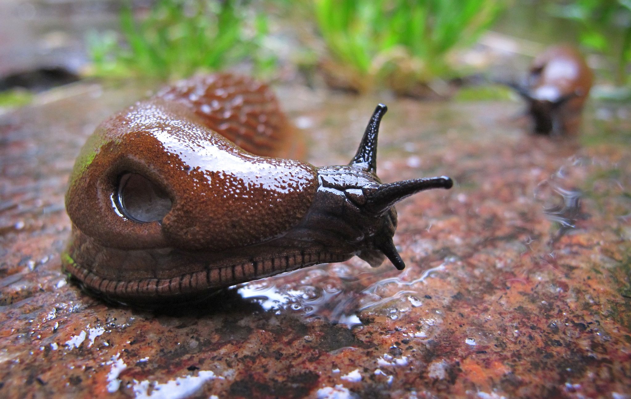 Die Spanische Wegschnecke liebt feuchtes Wetter und frisst so gut wie alles.
