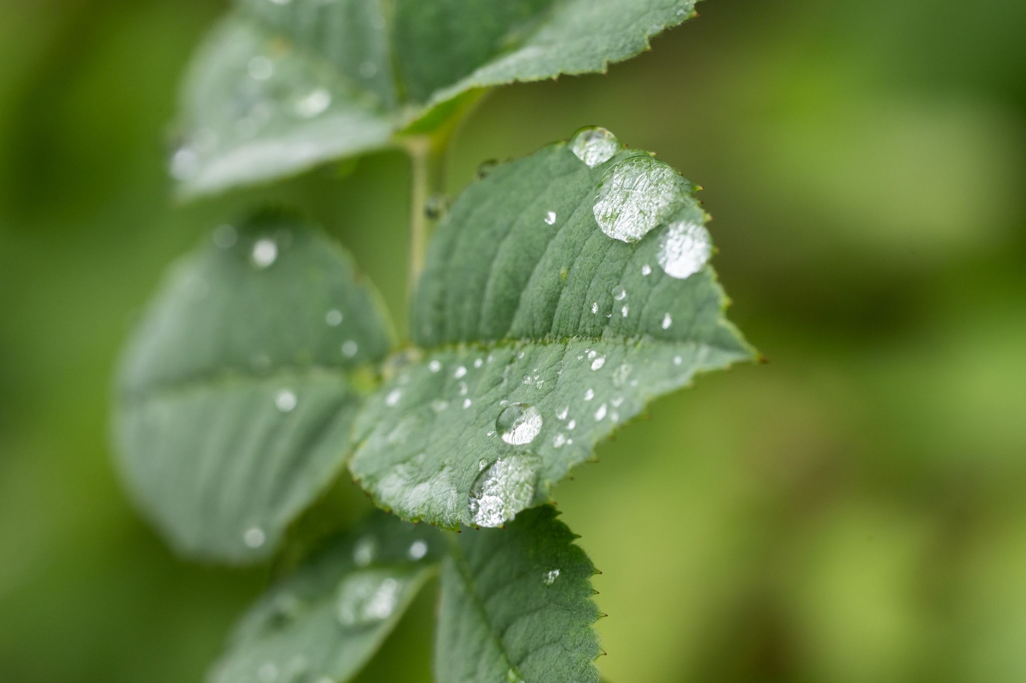 Durch den Regen treiben viele Bäume nun kräftig neue Blätter aus (Archivbild).
