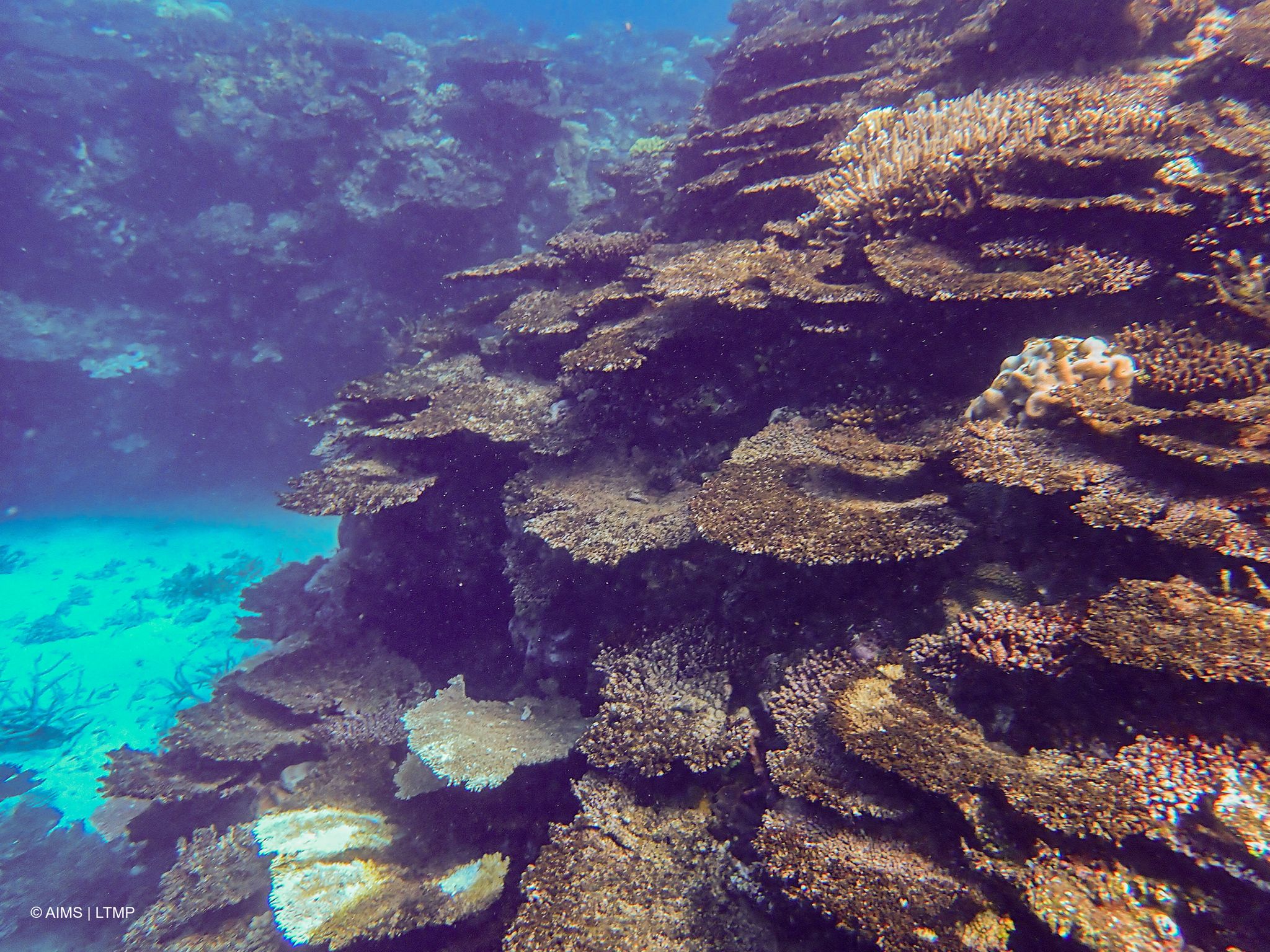 Immer neue Korallenbleichen setzen dem Naturwunder schwer zu.