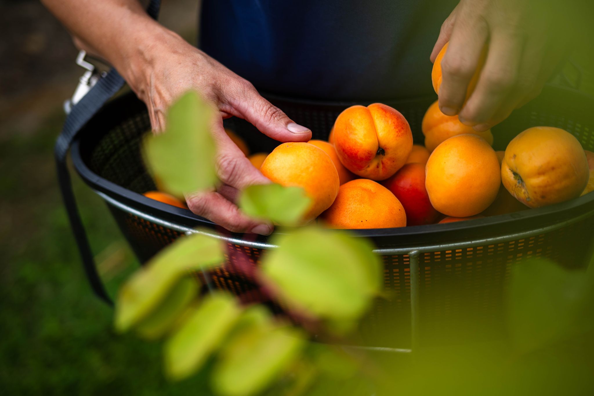 Reiche Ernte: Wer geerntetes einfriert, bewahrt den Geschmack und die Nährstoffe des Sommers für die kalte Jahreszeit.