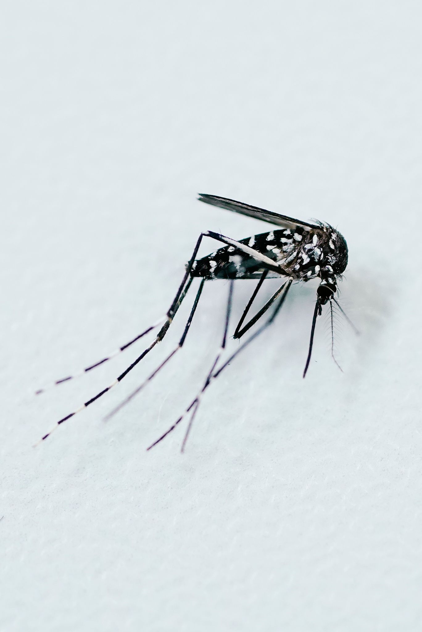 Durch Mücken verbreitete Krankheiten werden in Europa immer häufiger