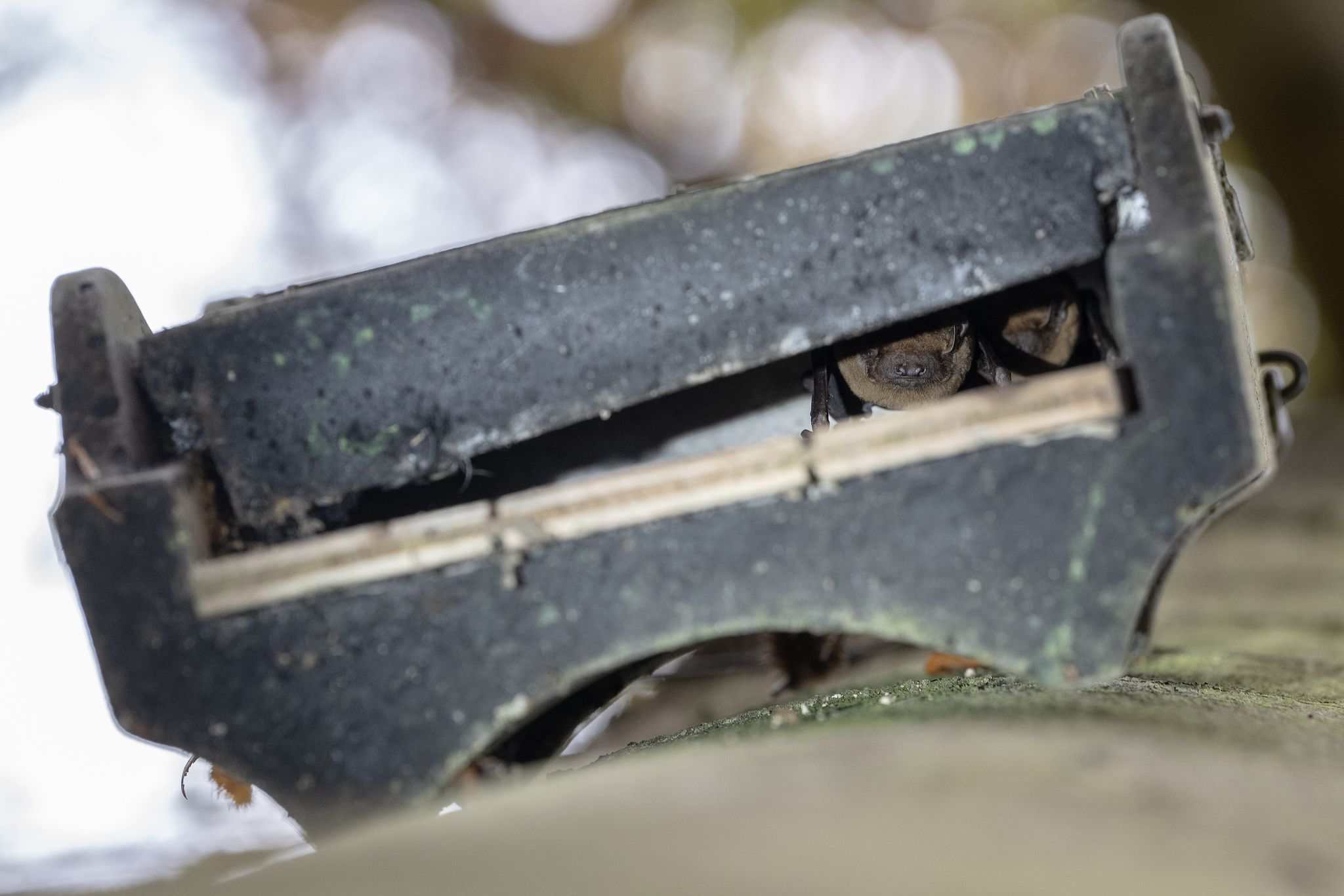 Gutes Versteck: Ein Flachkasten dient Fledermäusen als Unterschlupf.