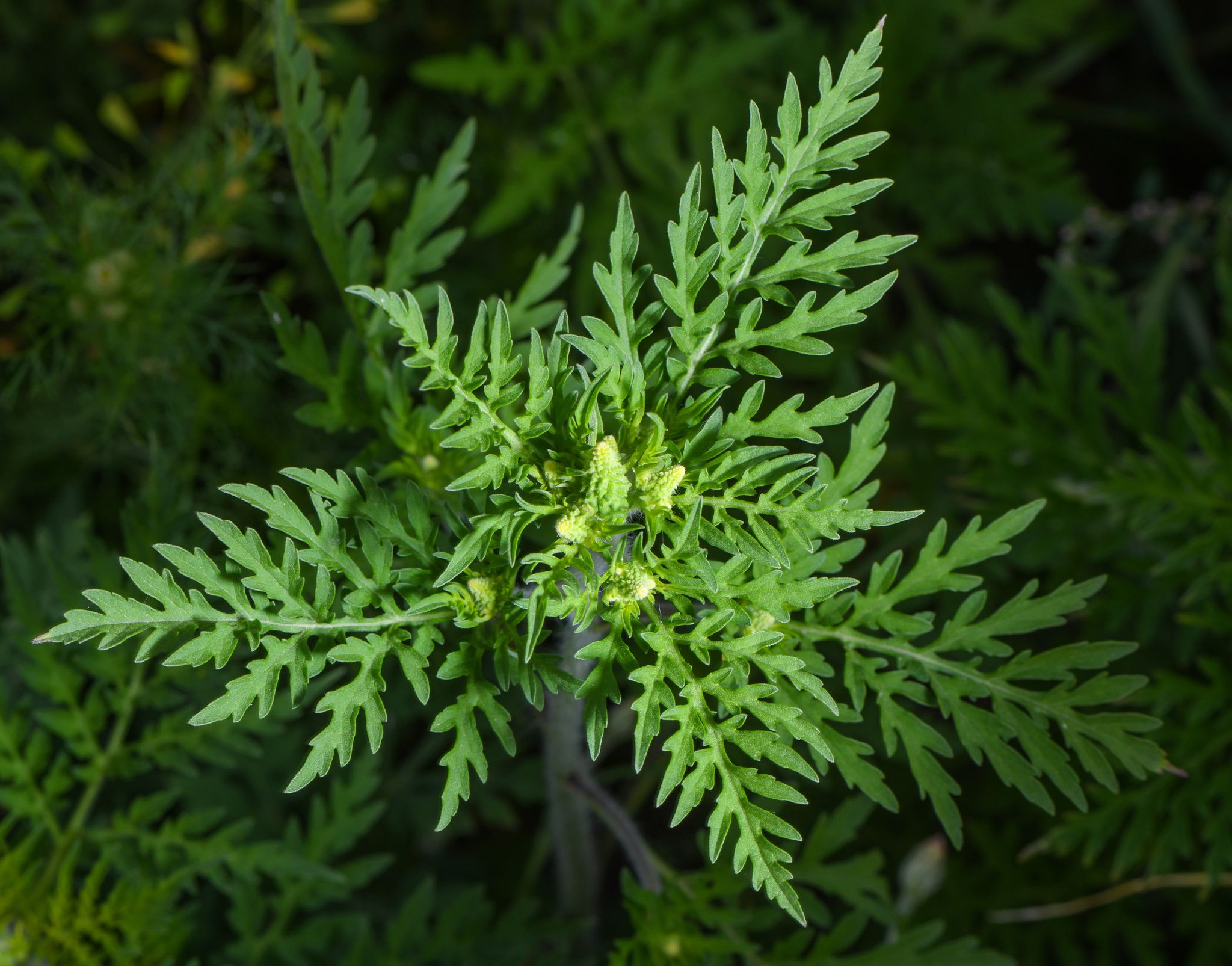 Die Pflanze stammt aus Nordamerika und breitet sich in Deutschland immer mehr aus. (Archivbild)