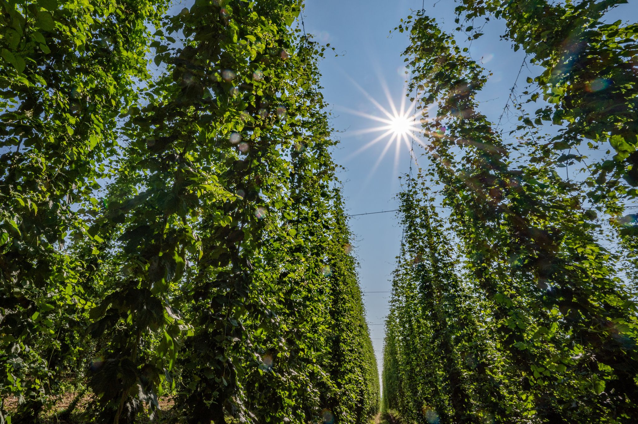 Hopfen im Anbaugebiet Hallertau.