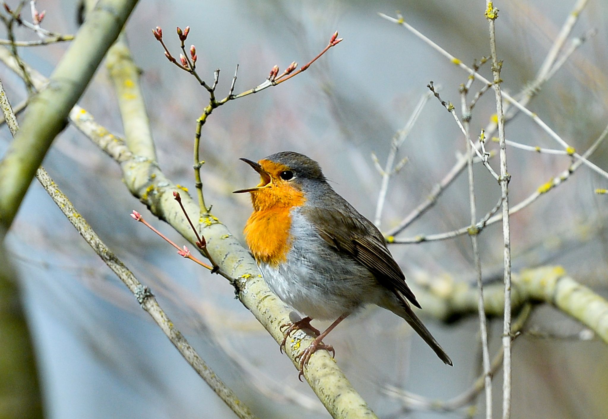 Lichtverschmutzung hat Einfluss auf tagaktive Vögel wie das Rotkehlchen: Sie singen morgens früher und abends länger. (Archivbild)