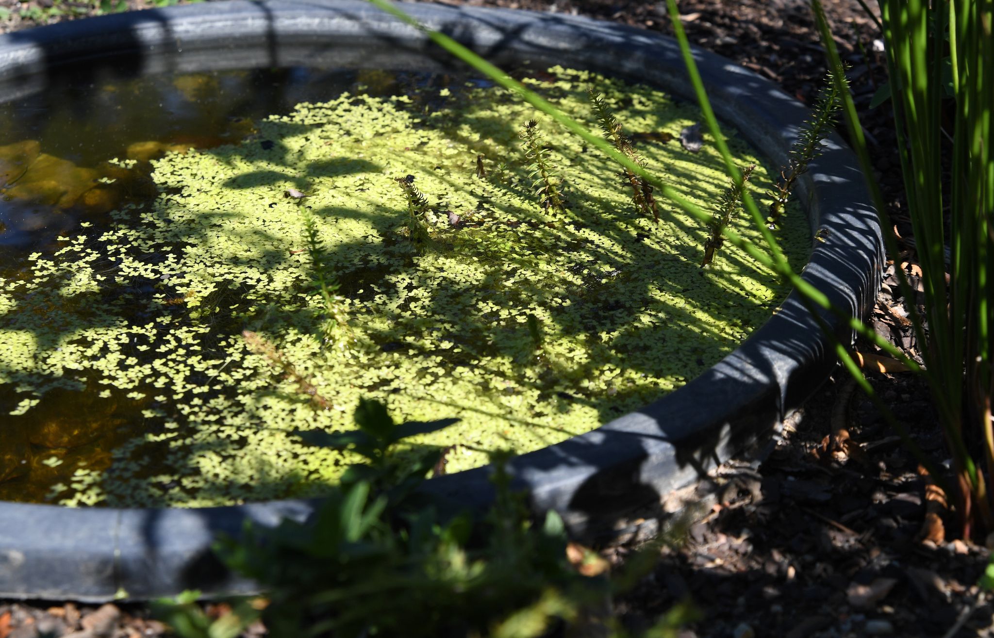 Auch ein kleiner Teich kann eine Bereicherung für den Garten sein.