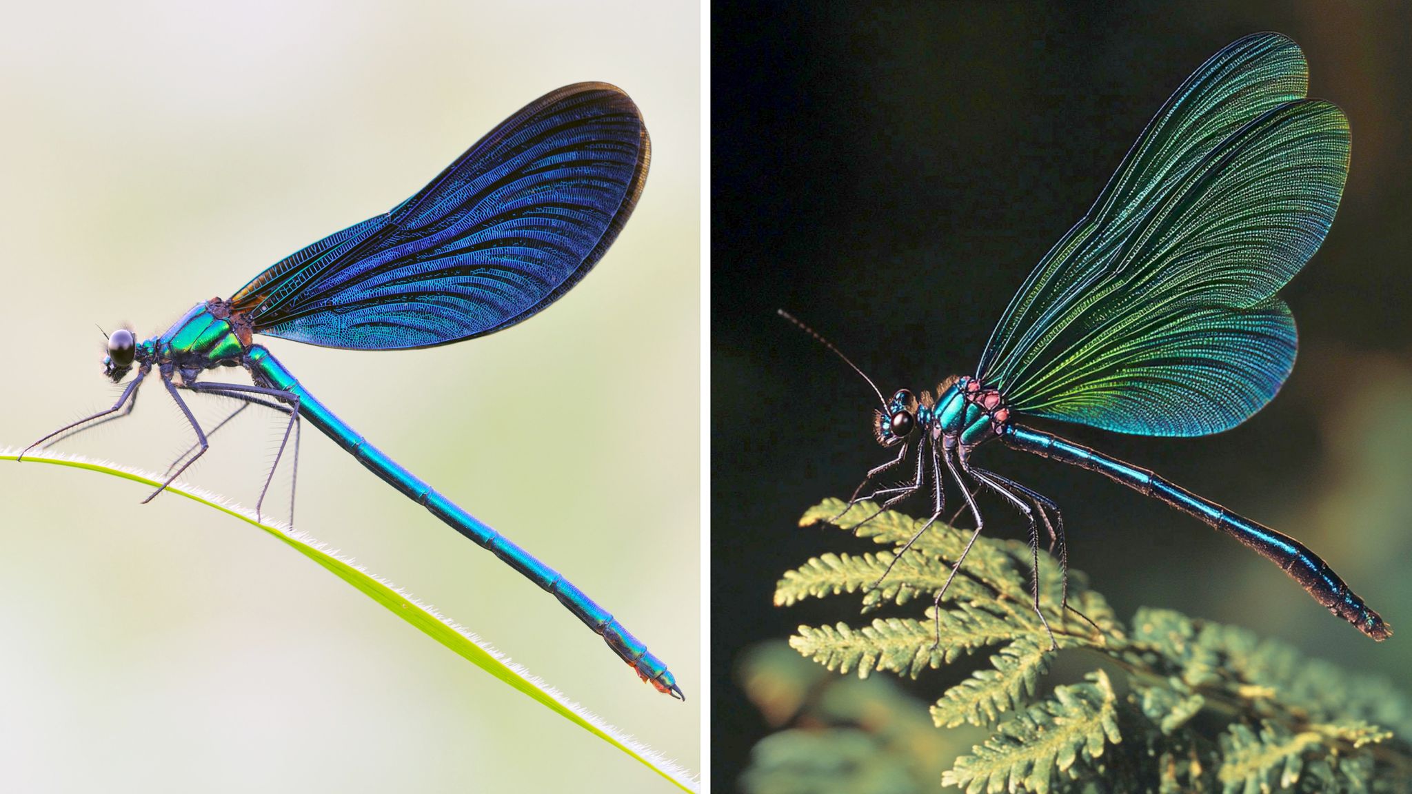 Die Kombo zeigt links ein Foto einer Blauflügel Prachtlibelle, fotografiert von Sebastian Hennigs. Rechts ist ein KI-generiertes Motiv, das auch eine Blauflügel Prachtlibelle darstellen soll, KI-generiert von Matthias Neumann. Das KI-Bild rechts ist fehlerhaft. Insekten haben beispielsweise nur sechs Beine.