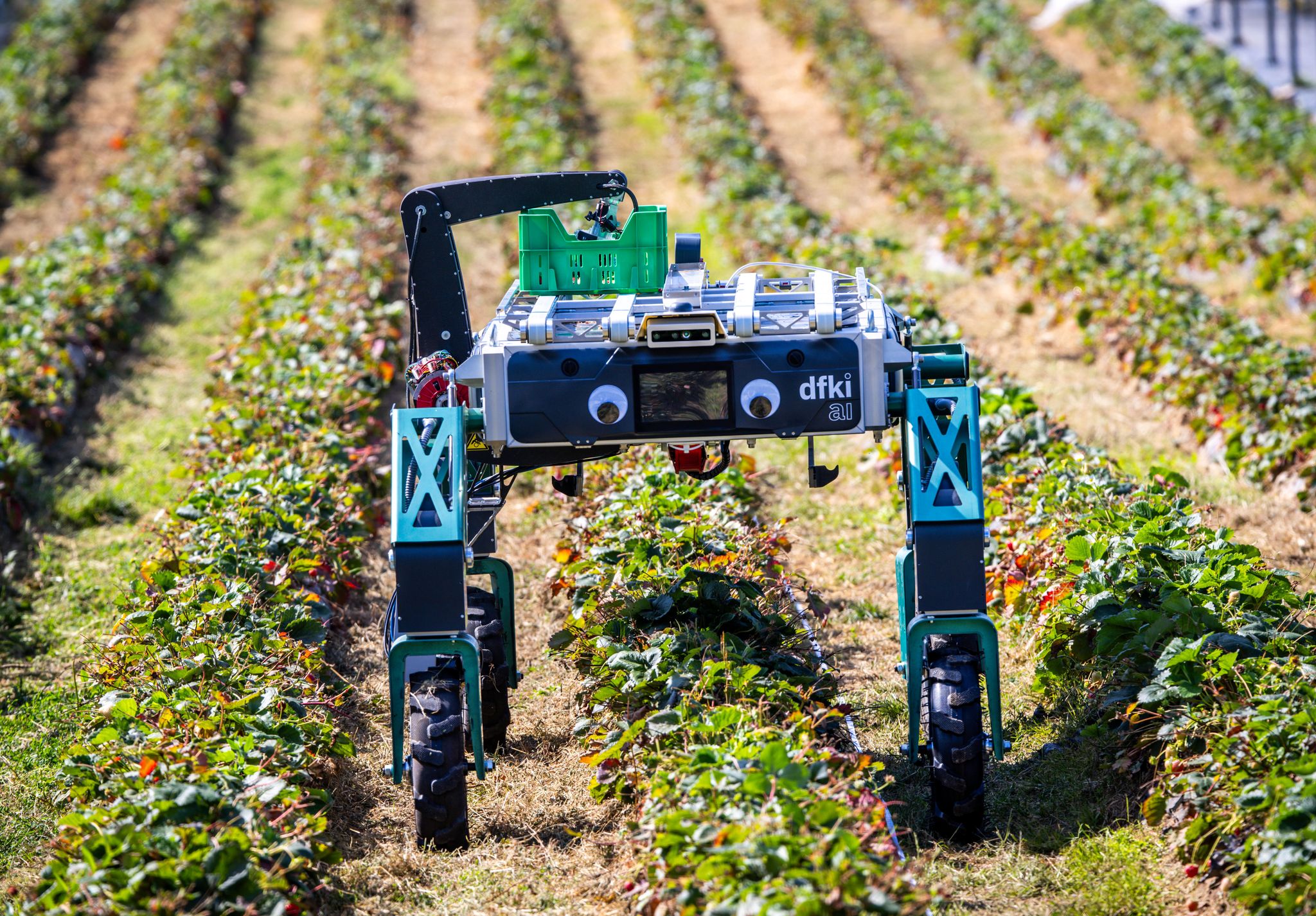 Auch in der Landwirtschaft wird KI schon genutzt beziehungsweise erprobt, wie hier bei der Erdbeerernte. (Archivbild)