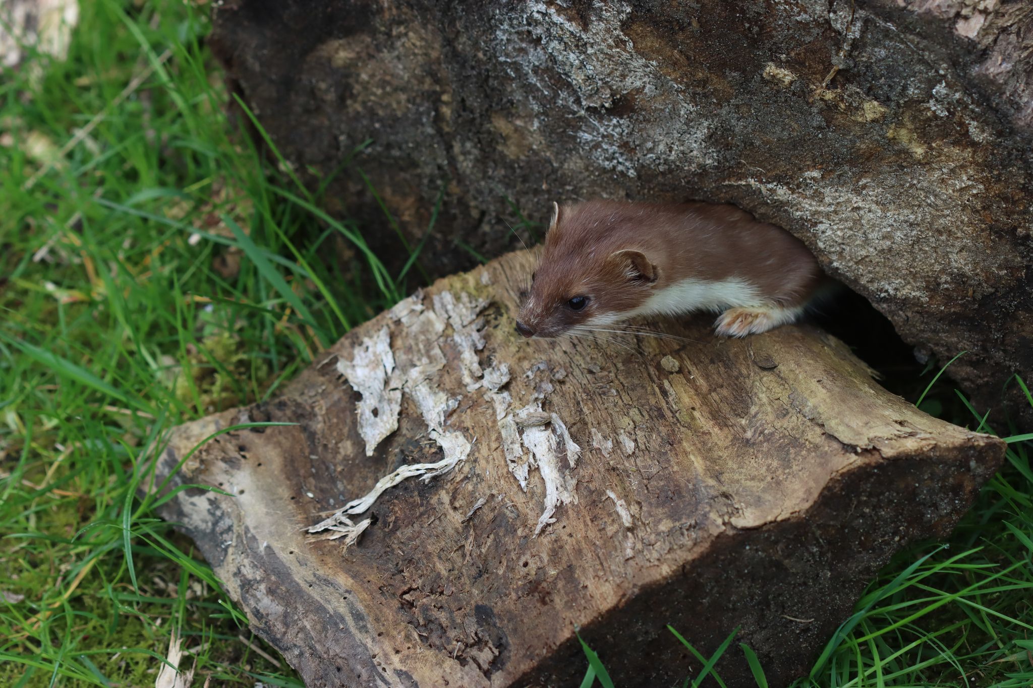 Wer wird Tier des Jahres 2026? Das kleine Hermelin?