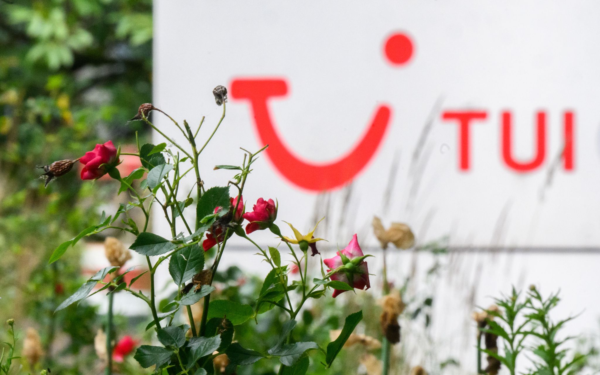 Rosige Aussichten für Tui: Das Geschäft mit Hotels und Kreuzfahrten brummt. (Archivbild)