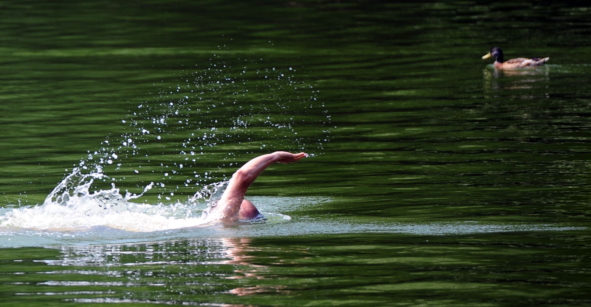 Wer im See schwimmt, ist nie allein - im Gewässer sind auch viele Fische unterwegs.