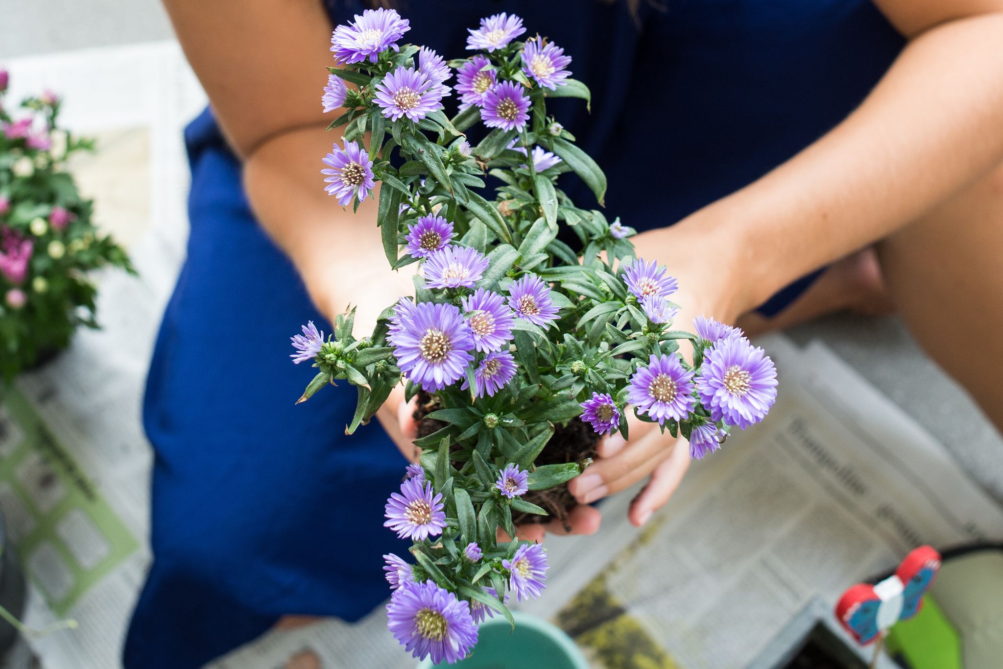 Indem man Stauden wie etwa Astern teilt, kann man sie nicht nur vermehren, sondern auch die Ursprungspflanze verjüngen.