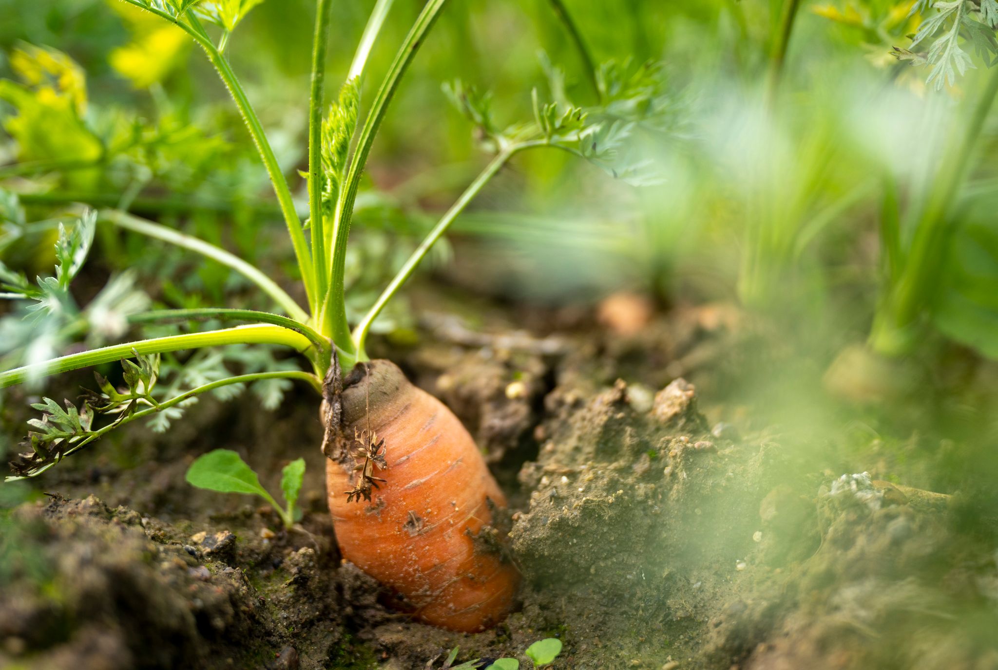 In Deutschland gibt es weniger Bio-Bauernhöfe. (Archivbild)