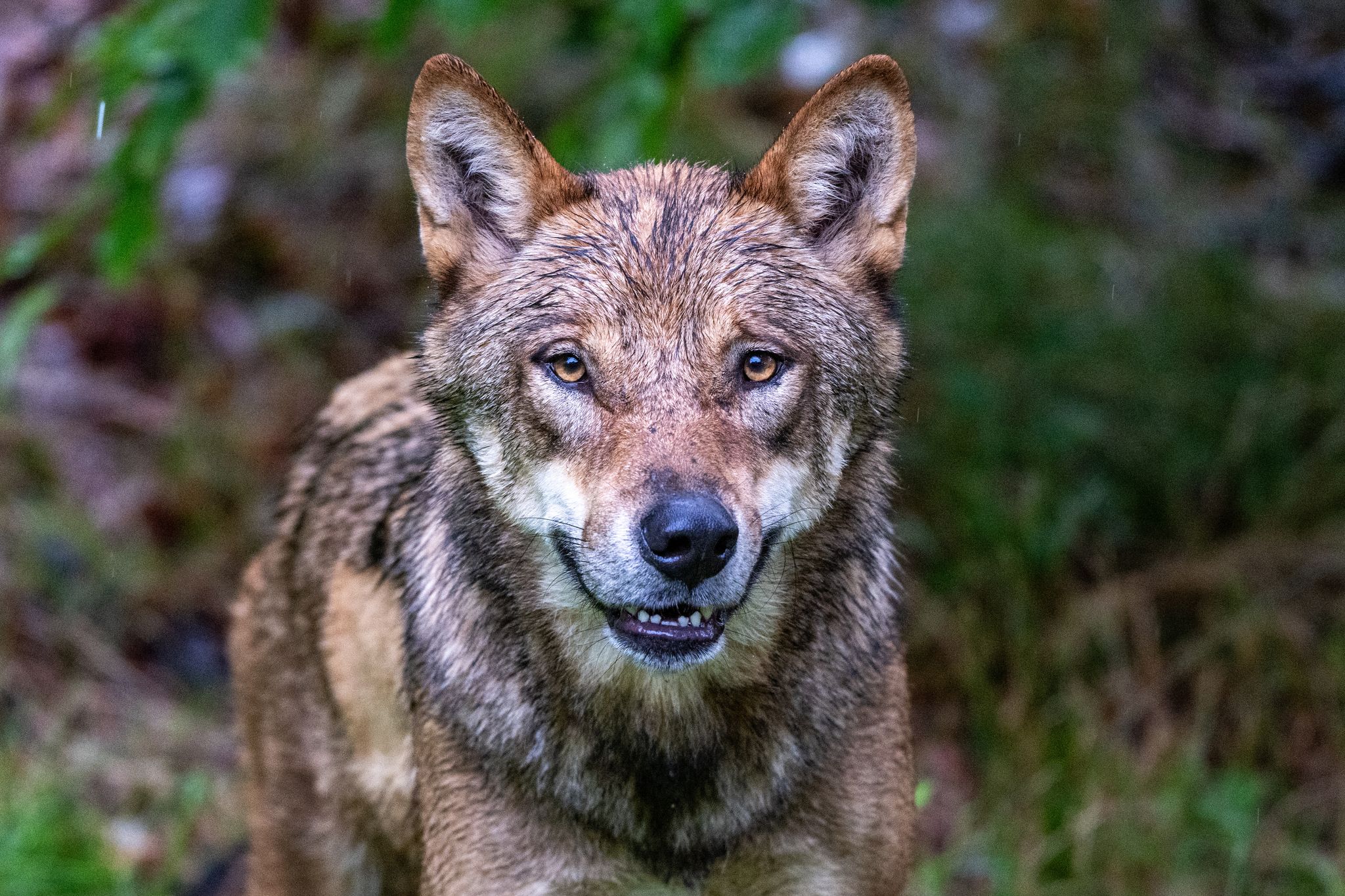 Ein zum Abschuss freigegebener Problemwolf hat in den Niederlanden nach Überzeugung der Behörden ein Kind angegriffen und weggeschleift (Symbolbild).