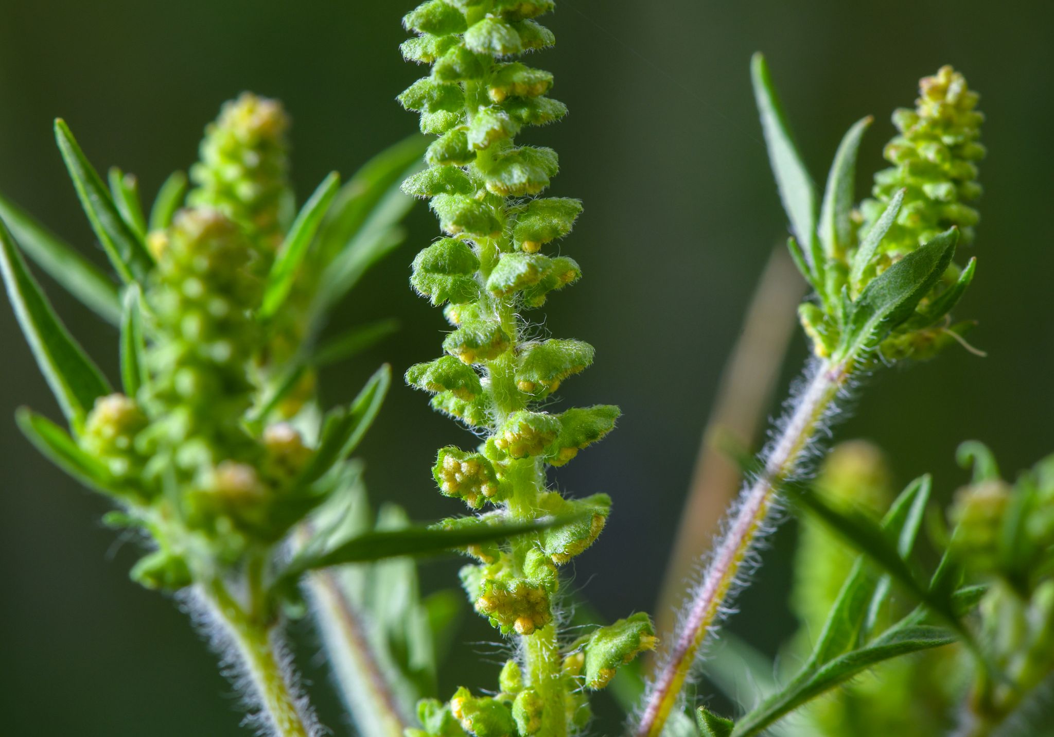 Ambrosia-Pollen können schon in kleinen Mengen heftige allergische Reaktionen auslösen. (Archivbild)