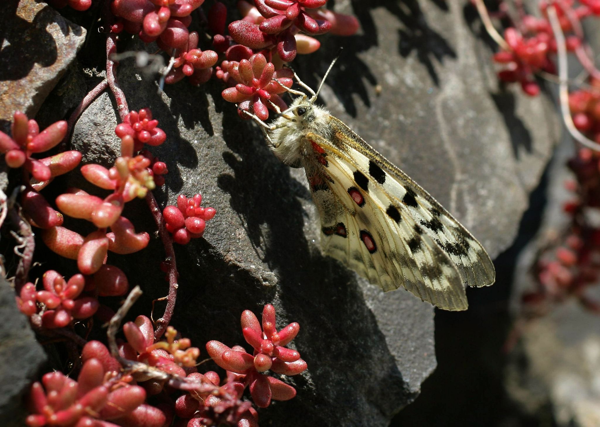 Der Apollofalter ist vom Aussterben bedroht (Archivbild).